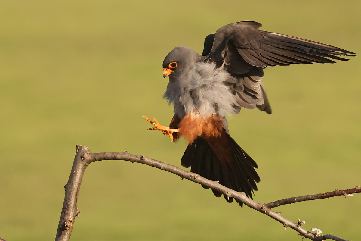 写一个100字的小故事