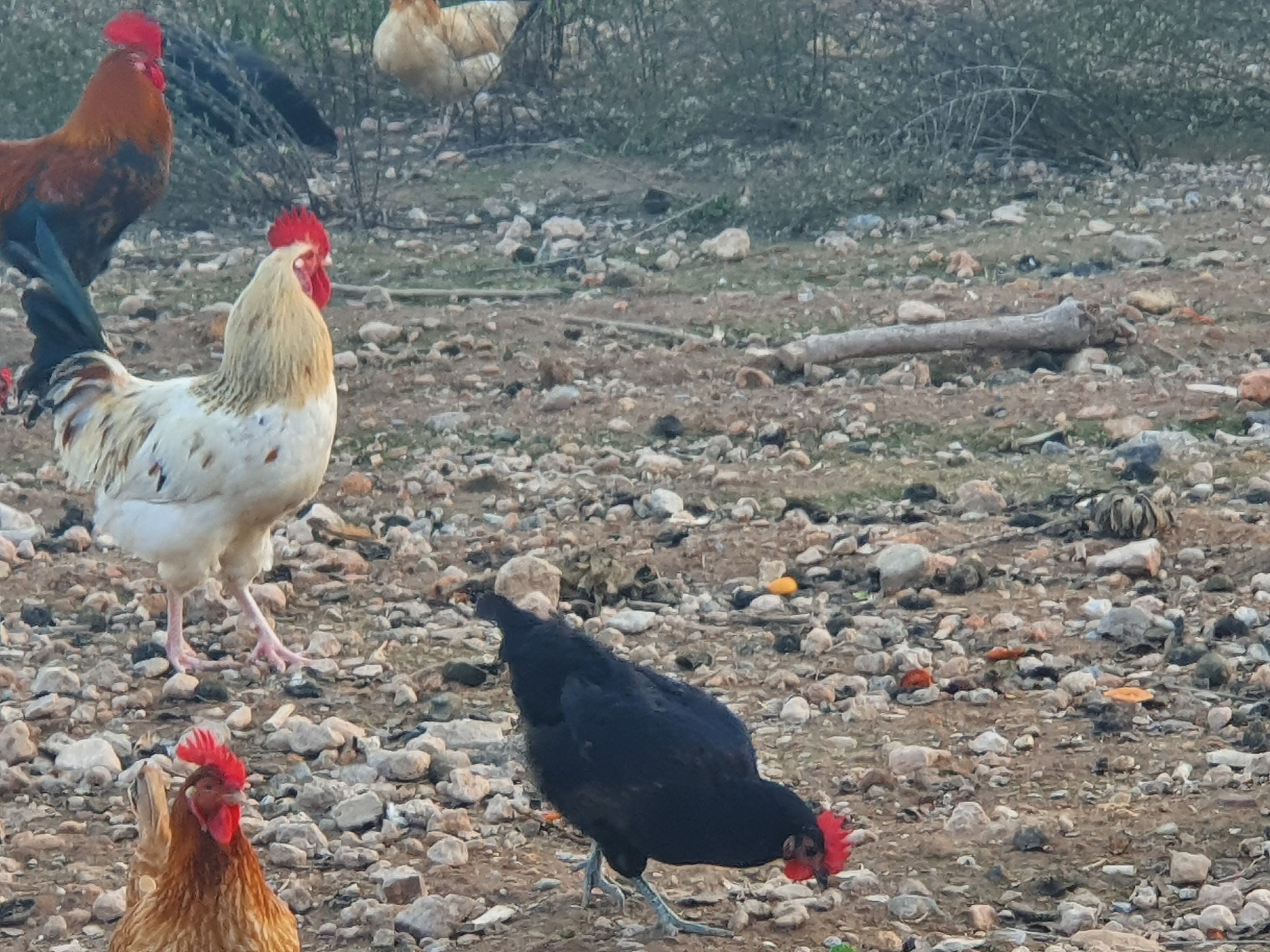 Revista de la Real Academia de Ciencias Exactas Fisicas y Naturales Serie A-Matematicas: 出版商、周期及创刊年份