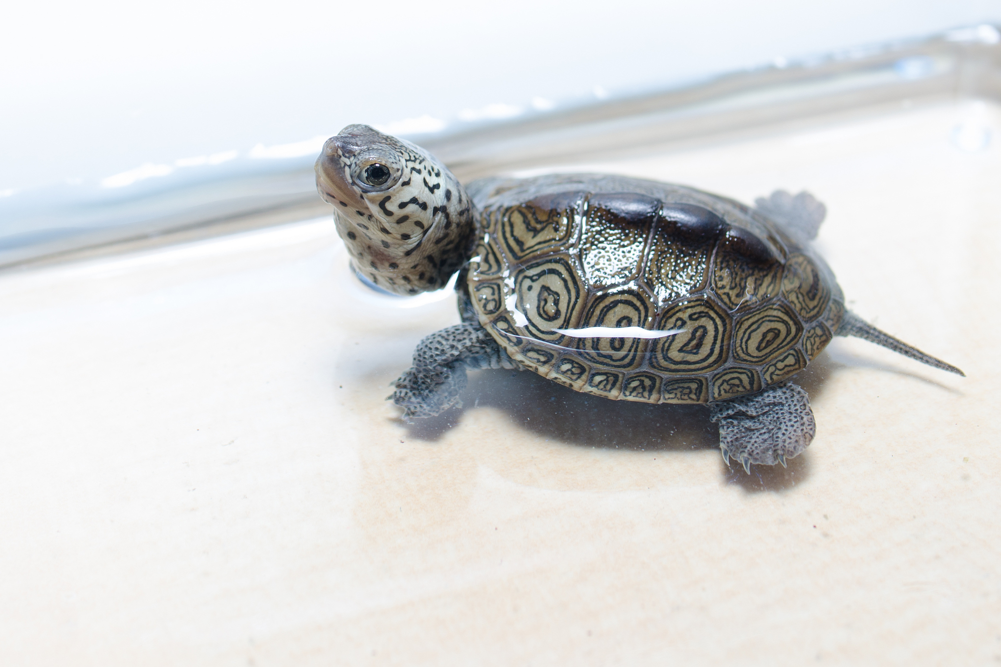 turtle