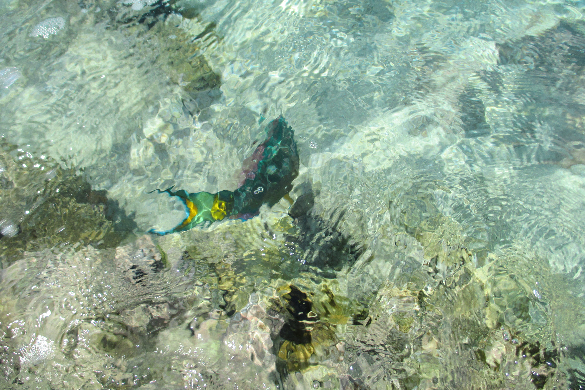 用学术论文的语言将以下内容翻译成英文：作为水产养殖的重要形式网箱养殖因其环境污染小、养殖规模大、产品质量高等特点已成为具有良好发展前景的养殖模式。深远海养殖网箱养殖进一步增大了养殖规模使得箱体内水体交换更加充分并提高了网箱整体结构的力学性能同时具备鱼类养殖品质较高养殖管理科学化等特点。网衣作为养殖网箱重要的组成部分之一主要承担着圈定鱼群活动区域、保证水体交换、为鱼群提供可靠生长栖息地的作用而在深远