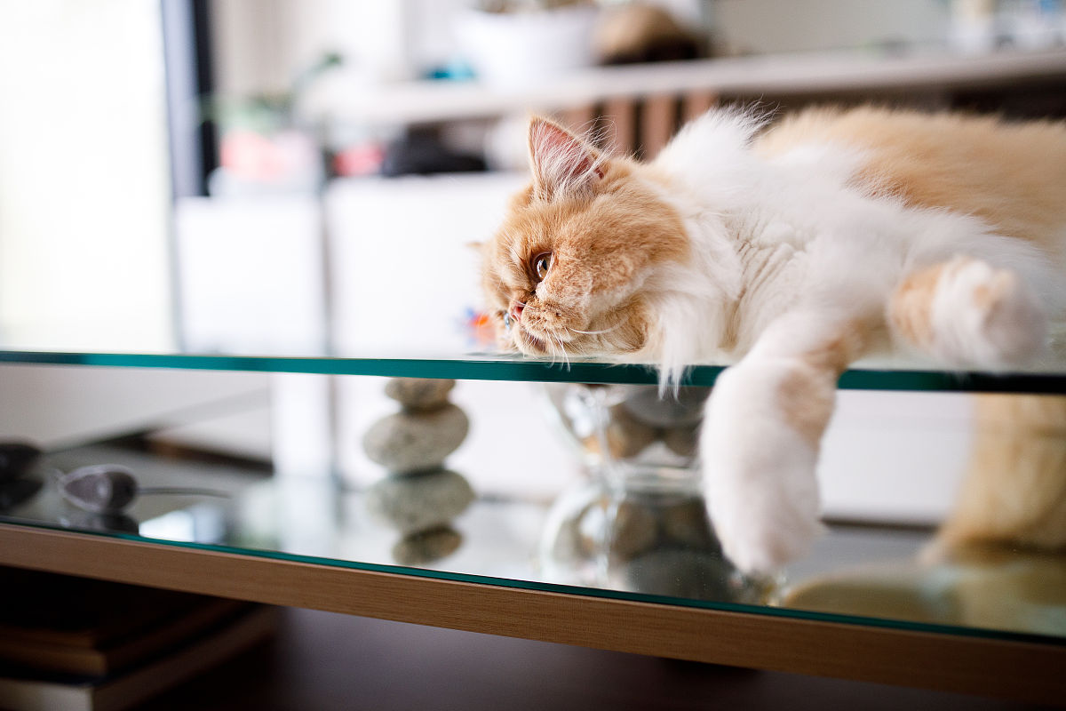 请你假扮一只猫