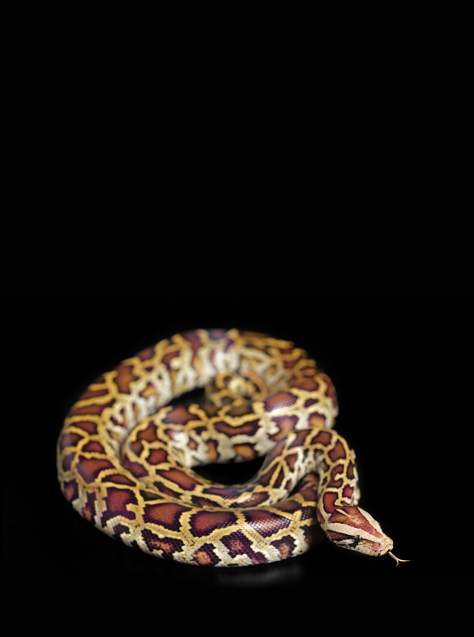 LangChain ChatOpenAI ImportError: Cannot Find 'chat_models' Module