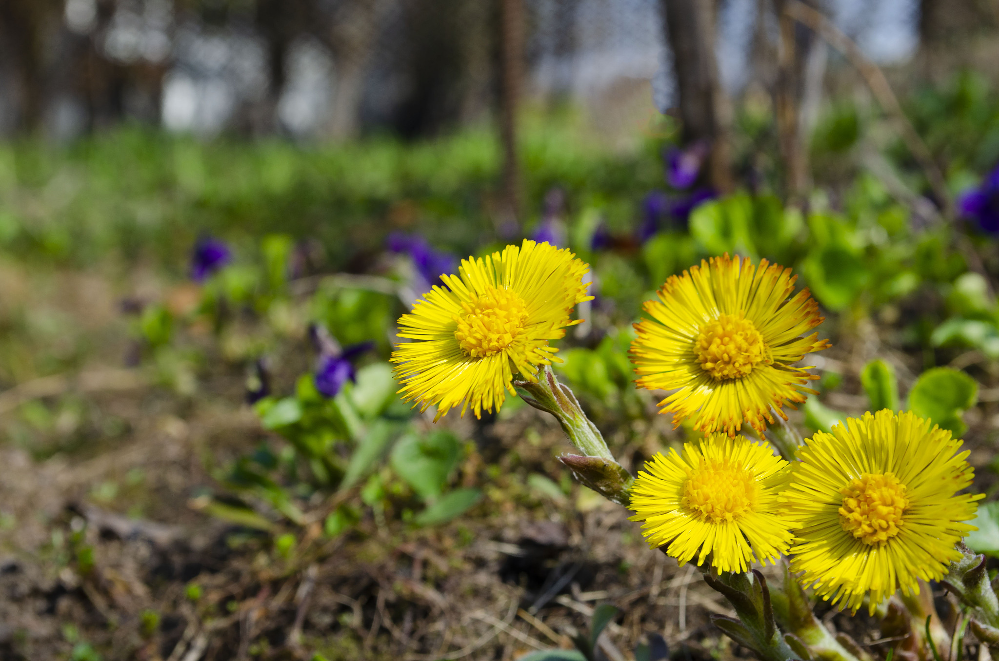 spring flowers mother and stepmother