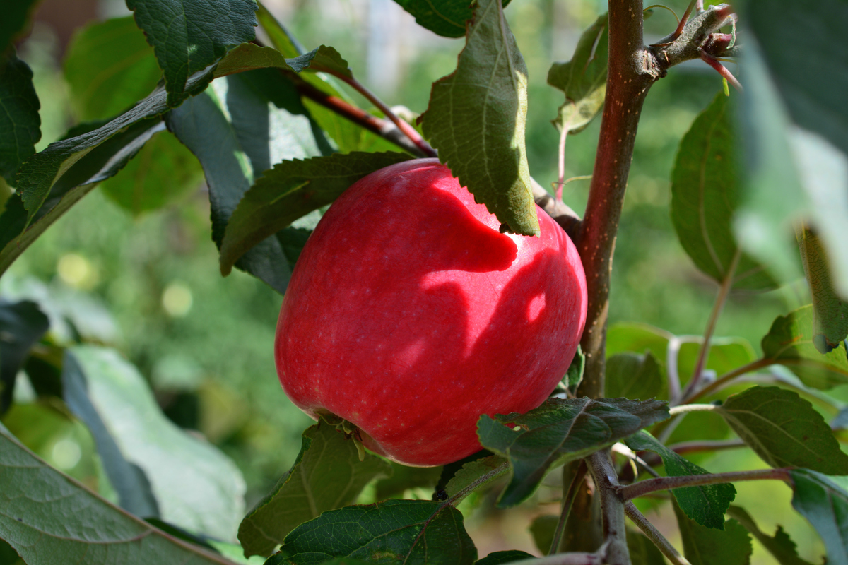 翻译：选取树龄16年的红富士果园进行试验