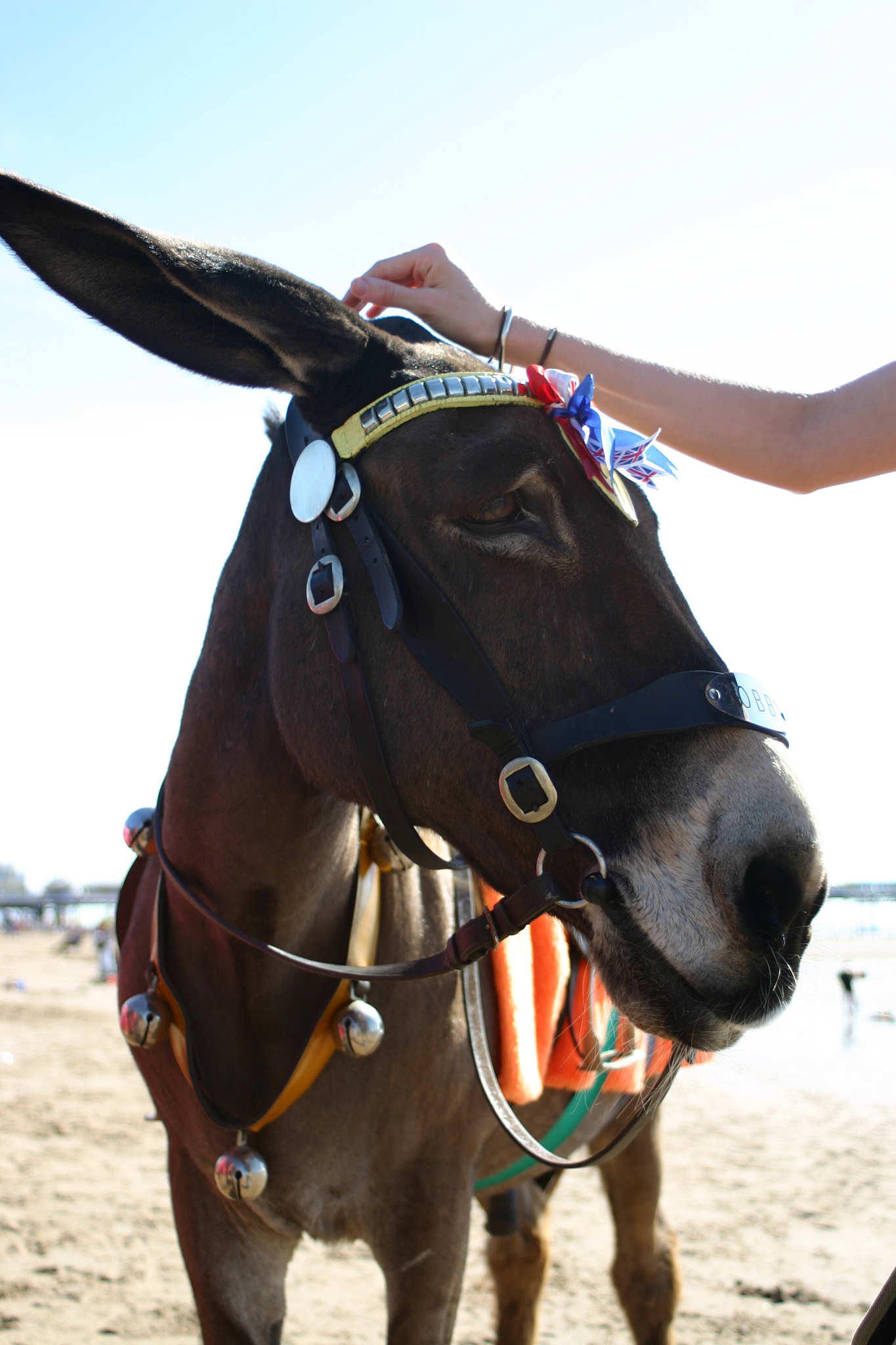 donkey