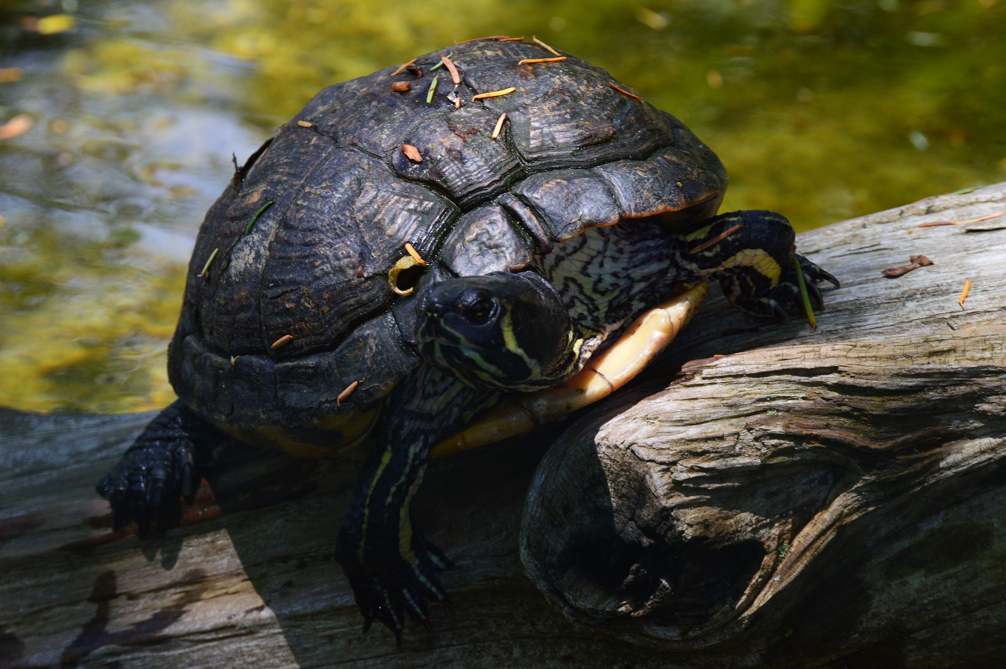 turtles