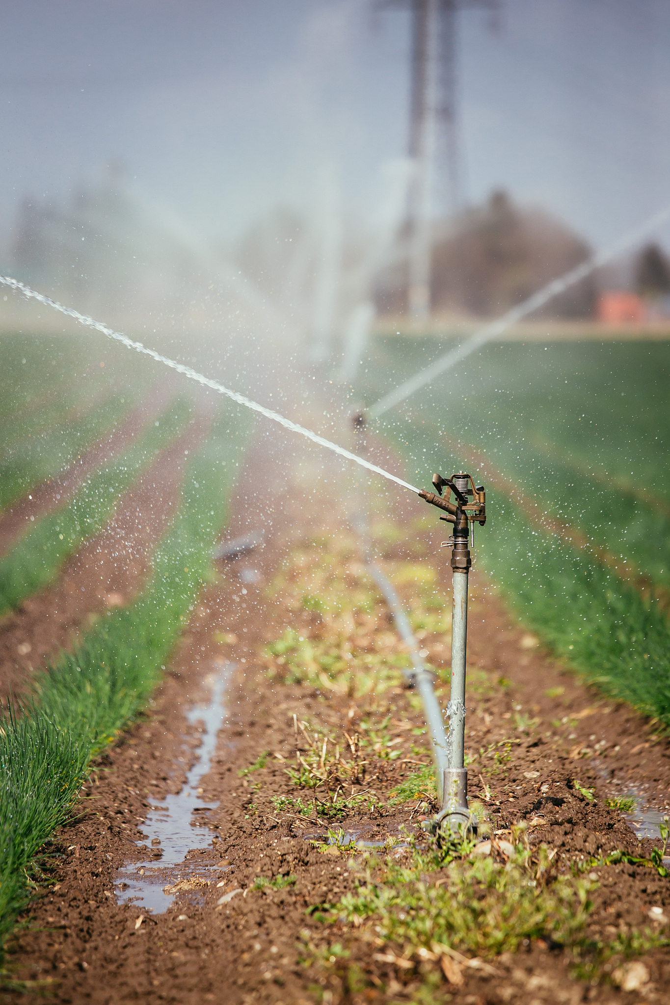 冬小麦灌溉优化利器：作物生长模拟模型的应用
