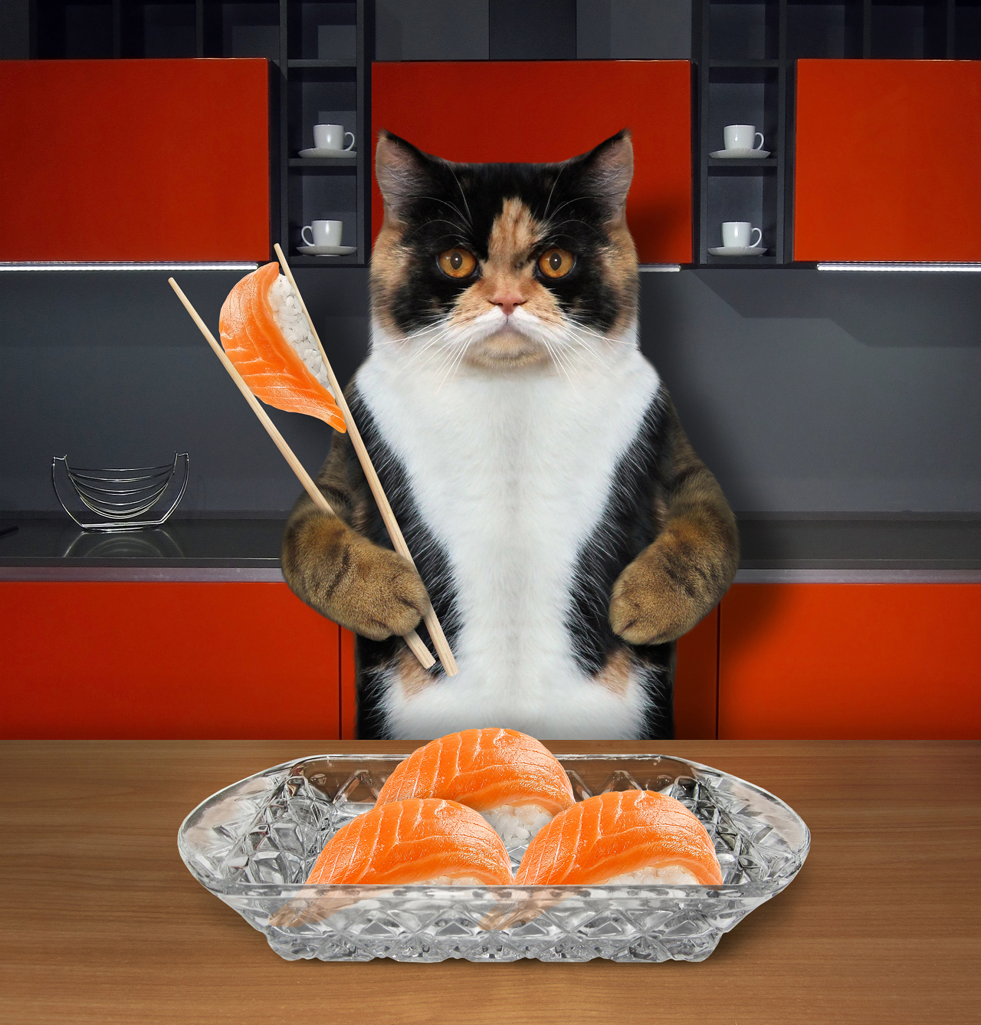 猫咪寿司手游更新日志