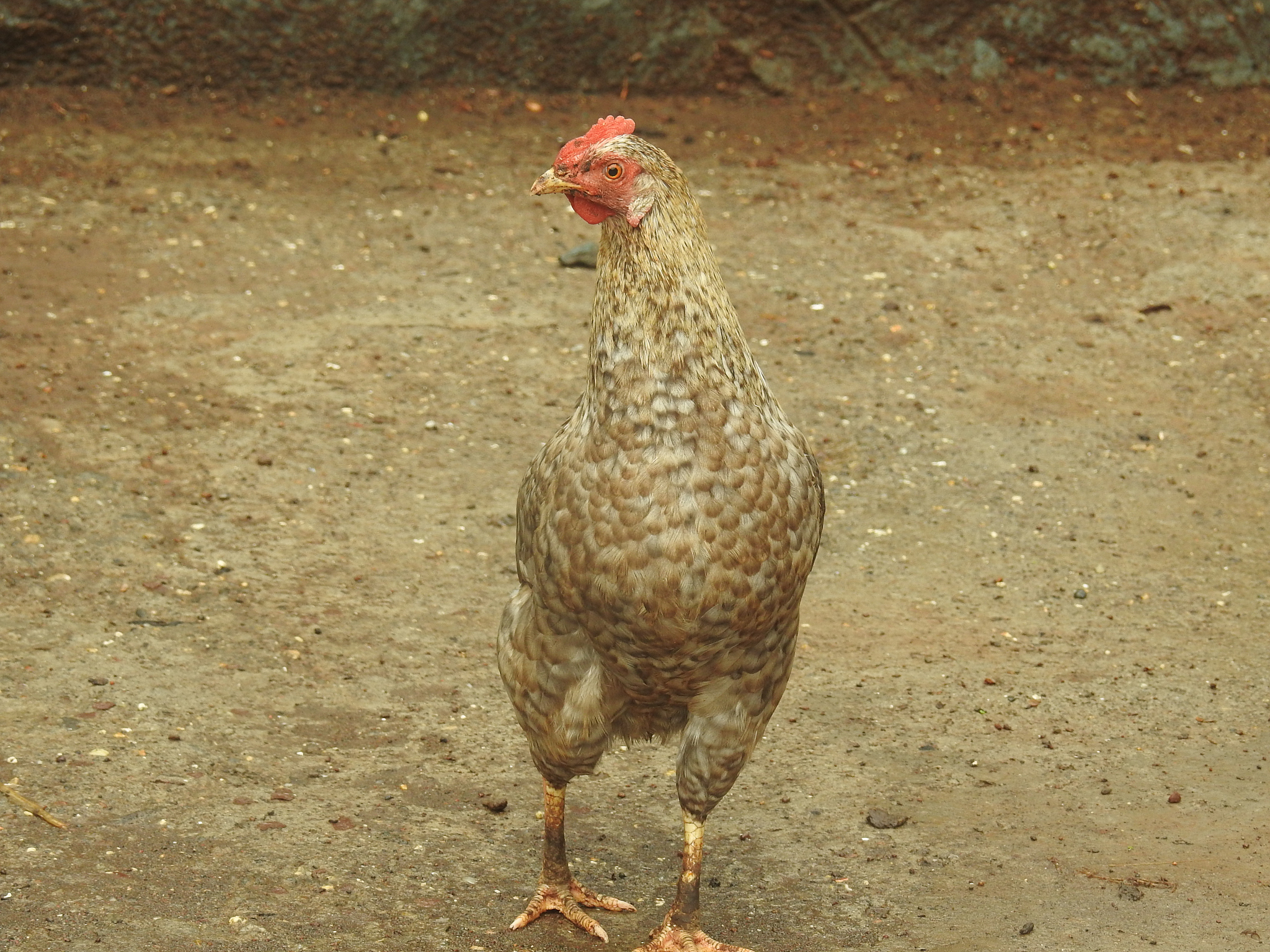chicken & hen
