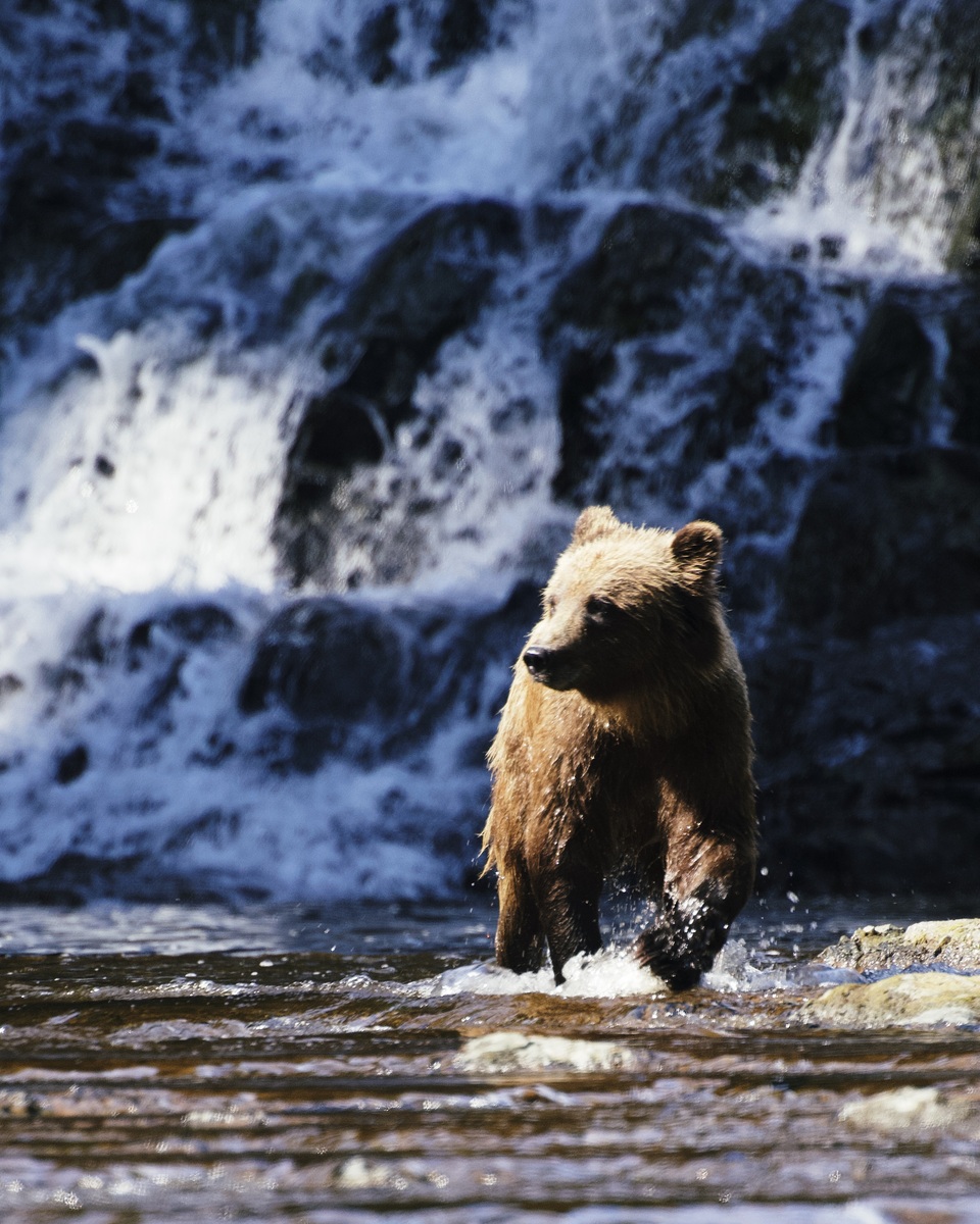用伪原创帮我修改以下文章：对于许多鲑鱼来说这将是道路的尽头这些熊真的很饿它们已经十个月没尝过鲑鱼了而大雄性的鲑鱼在为最好的东西而战飞行模式不好使鲑鱼越长它们就会越长地沿着虚弱的阿逆流而上它们就会面临最大的挑战尽管瀑布不是很高熊占据着高地但鲑鱼做了短暂的探索性的跳跃看看熊在哪里但它们并不总是正确的这只母熊已经等了好几个月了这些第一条鲑鱼的竞争非常激烈即使是在妈妈和自己的CS、嗯之间。越来越多的鱼来到