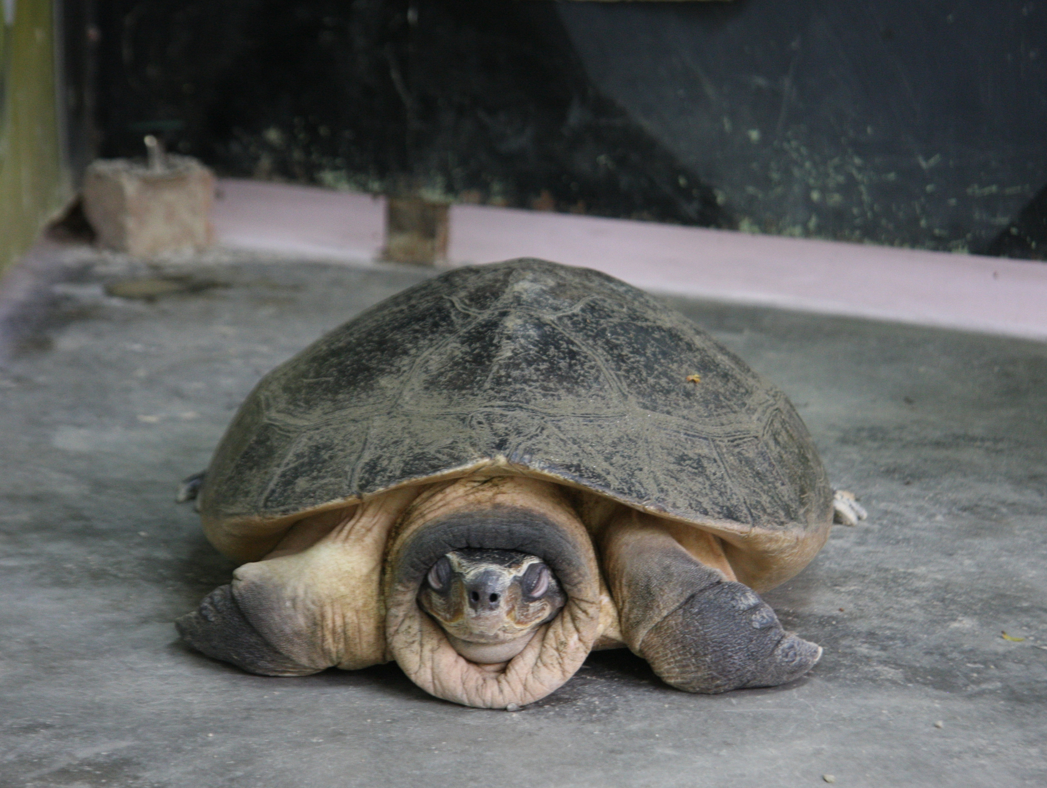 turtle