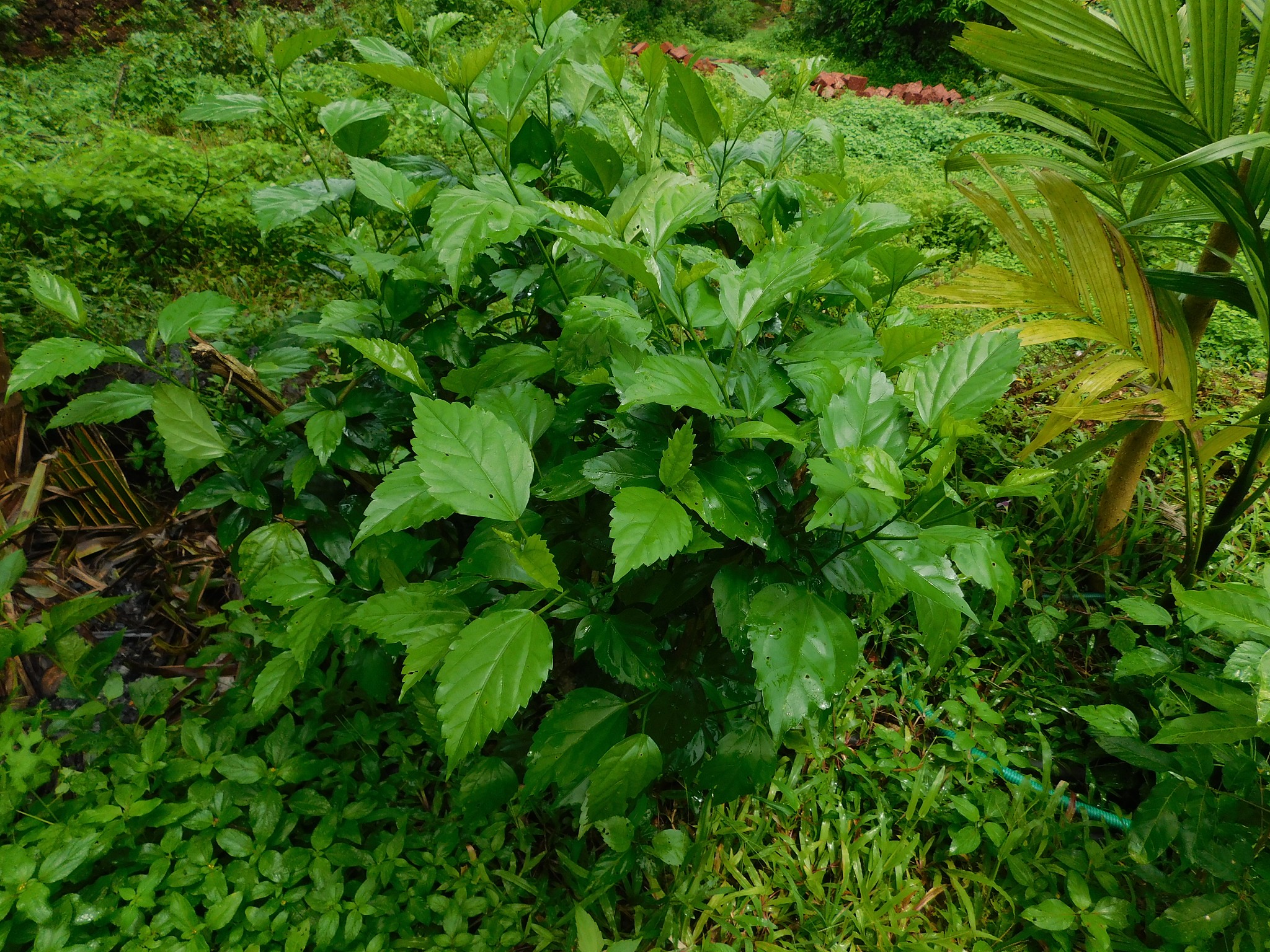 a beautiful plant inside a garden