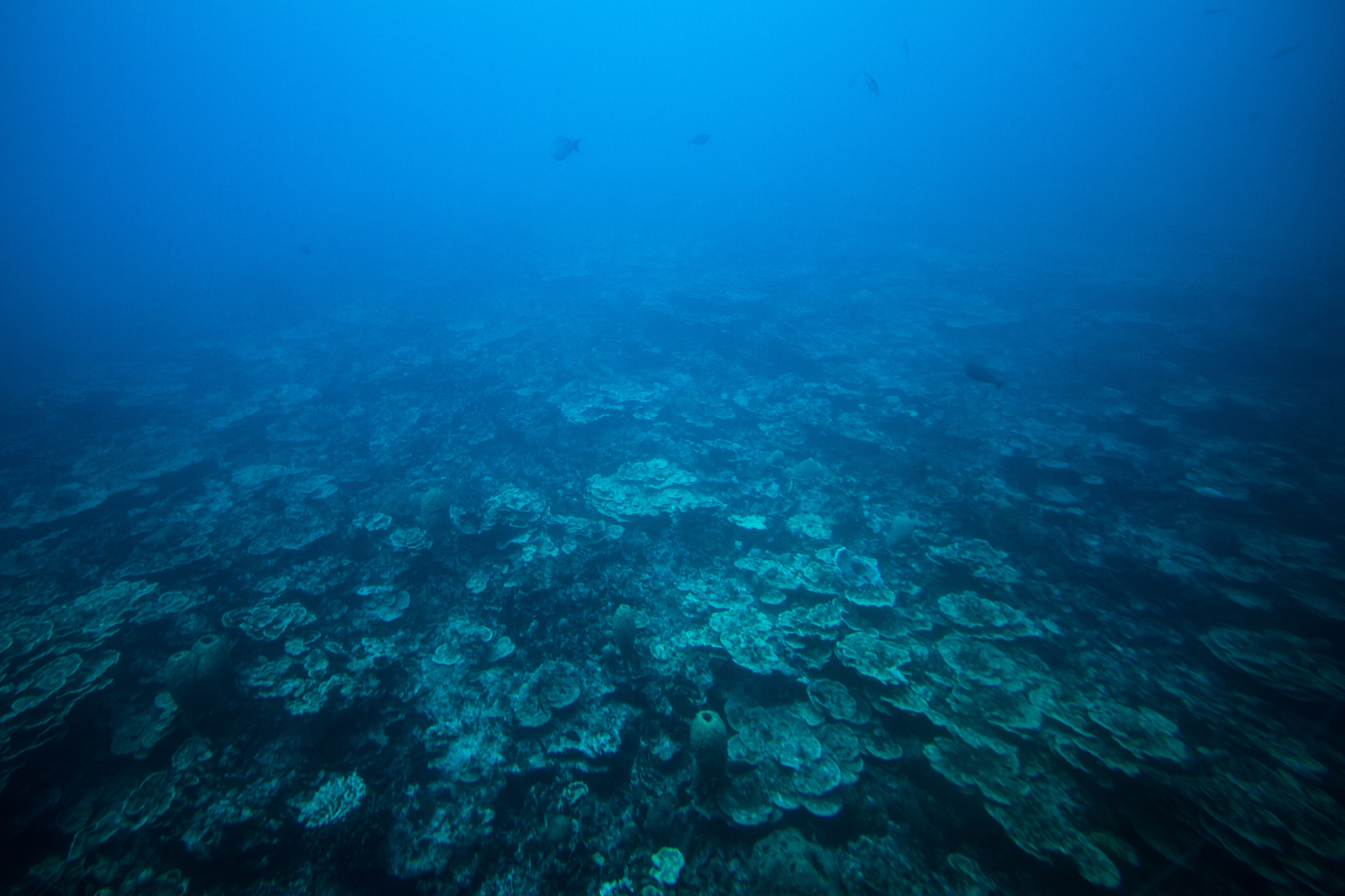under the sea