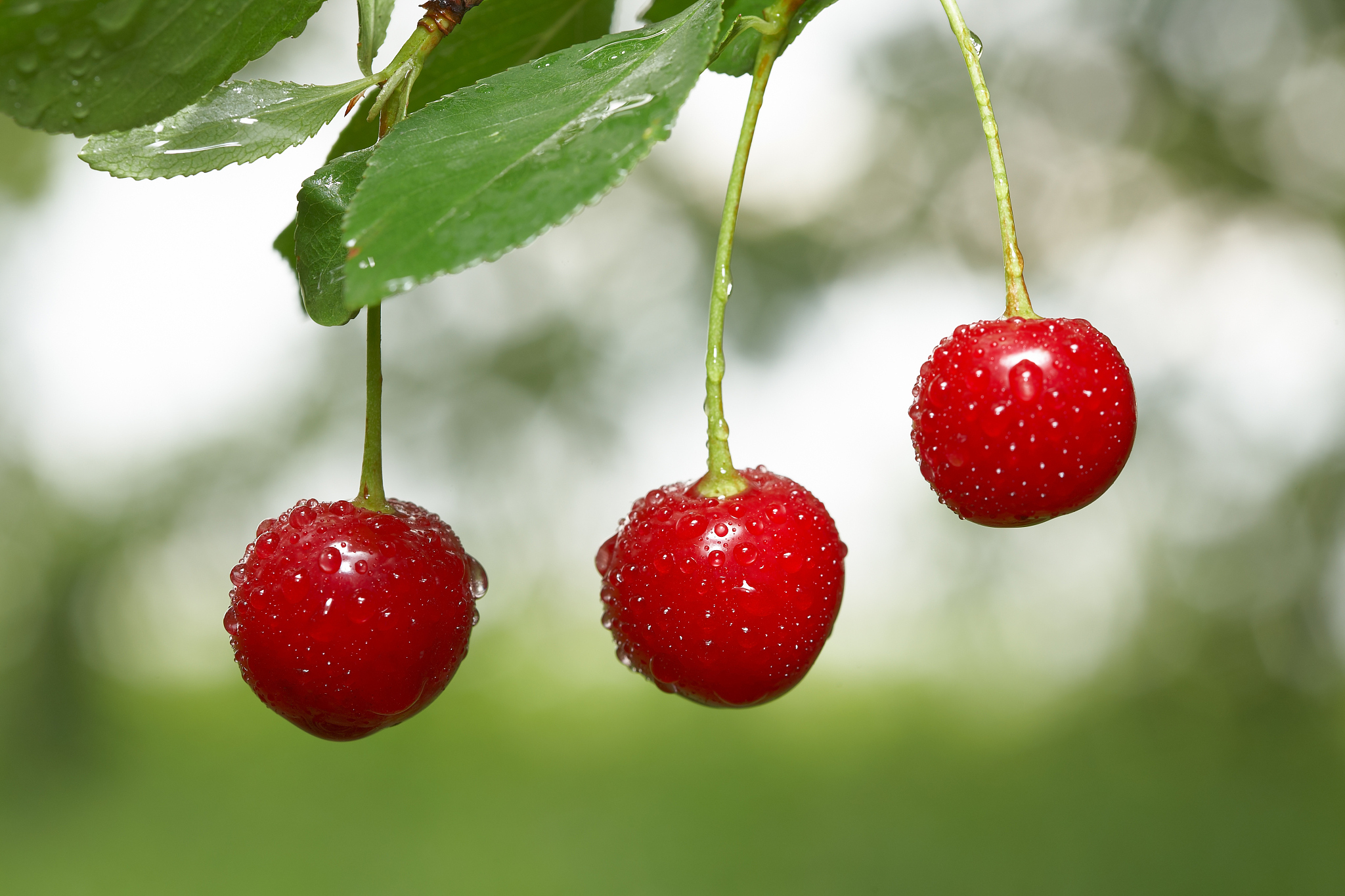closeup of three cherries with drops on cherry-tree in orchard