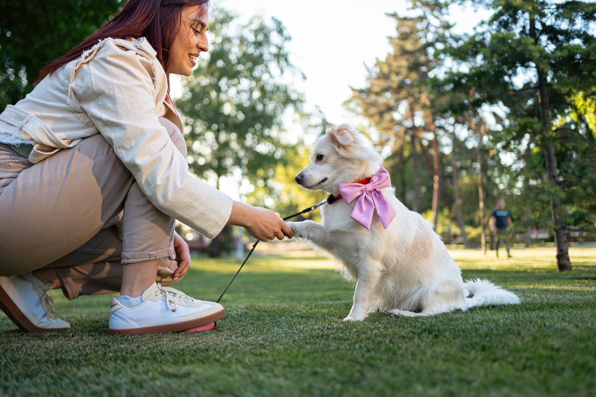 宠物指南：照顾、训练、健康、行为、旅行、环境、娱乐、关系