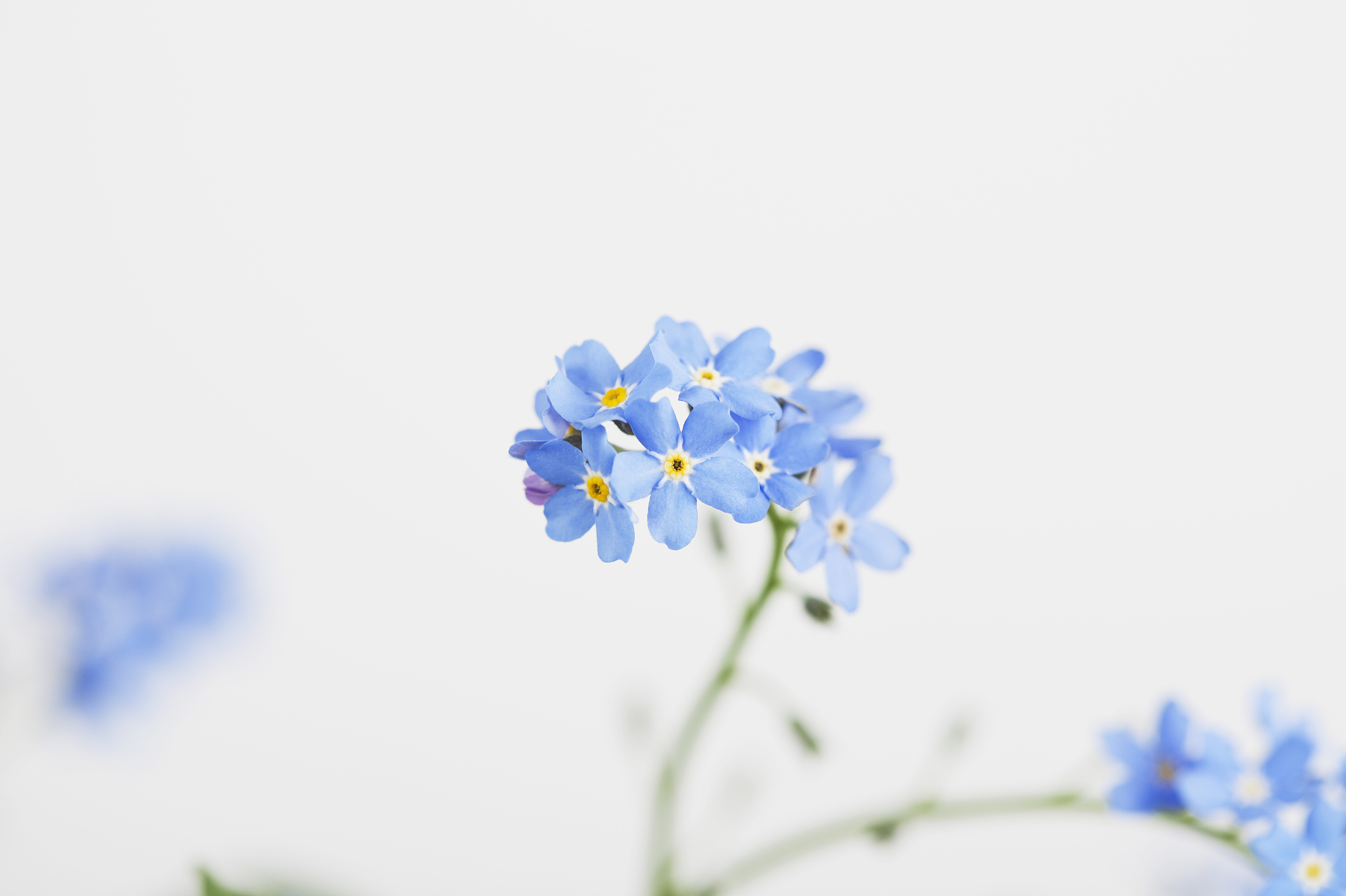 勿忘我：蓝色的眼泪，永恒的记忆