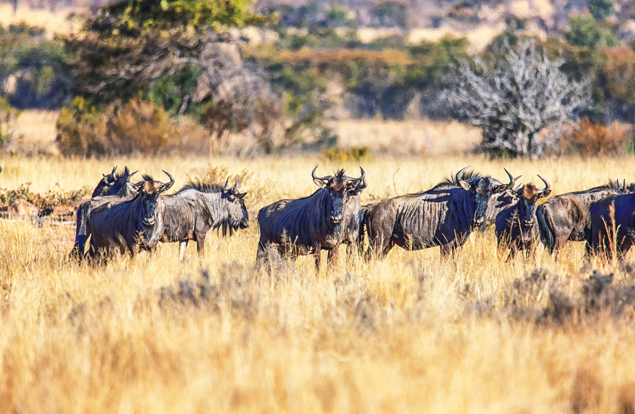 a large herd of wildebeest (gnu, connochaetes)