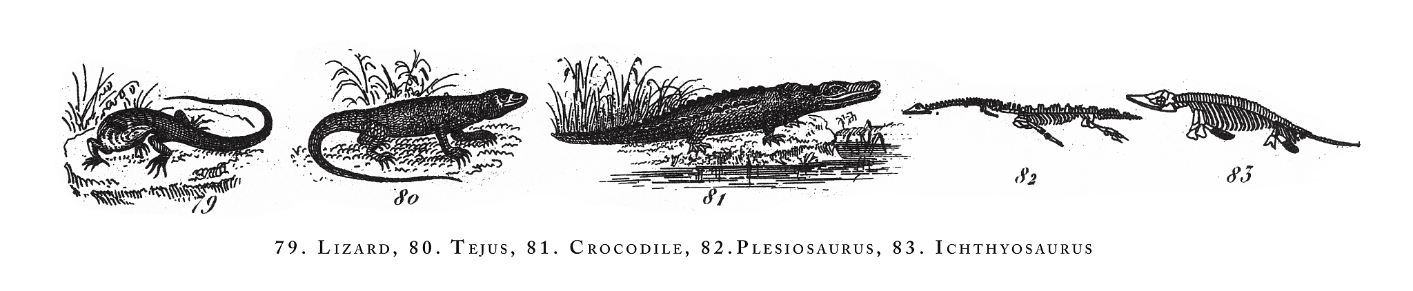 研究两栖类犁骨齿的意义