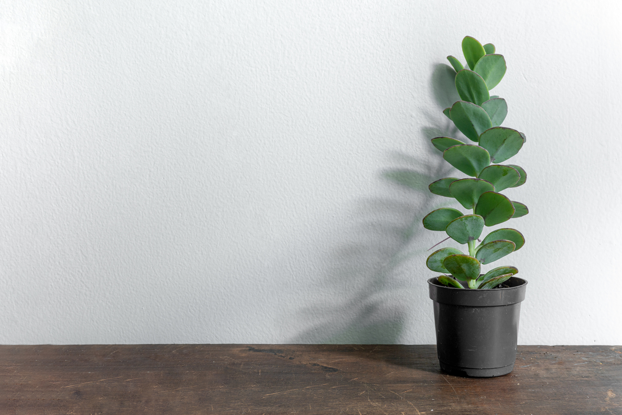 JOURNAL OF PLANT BIOLOGY 期刊投稿指南：从研究论文到书评，全面解析