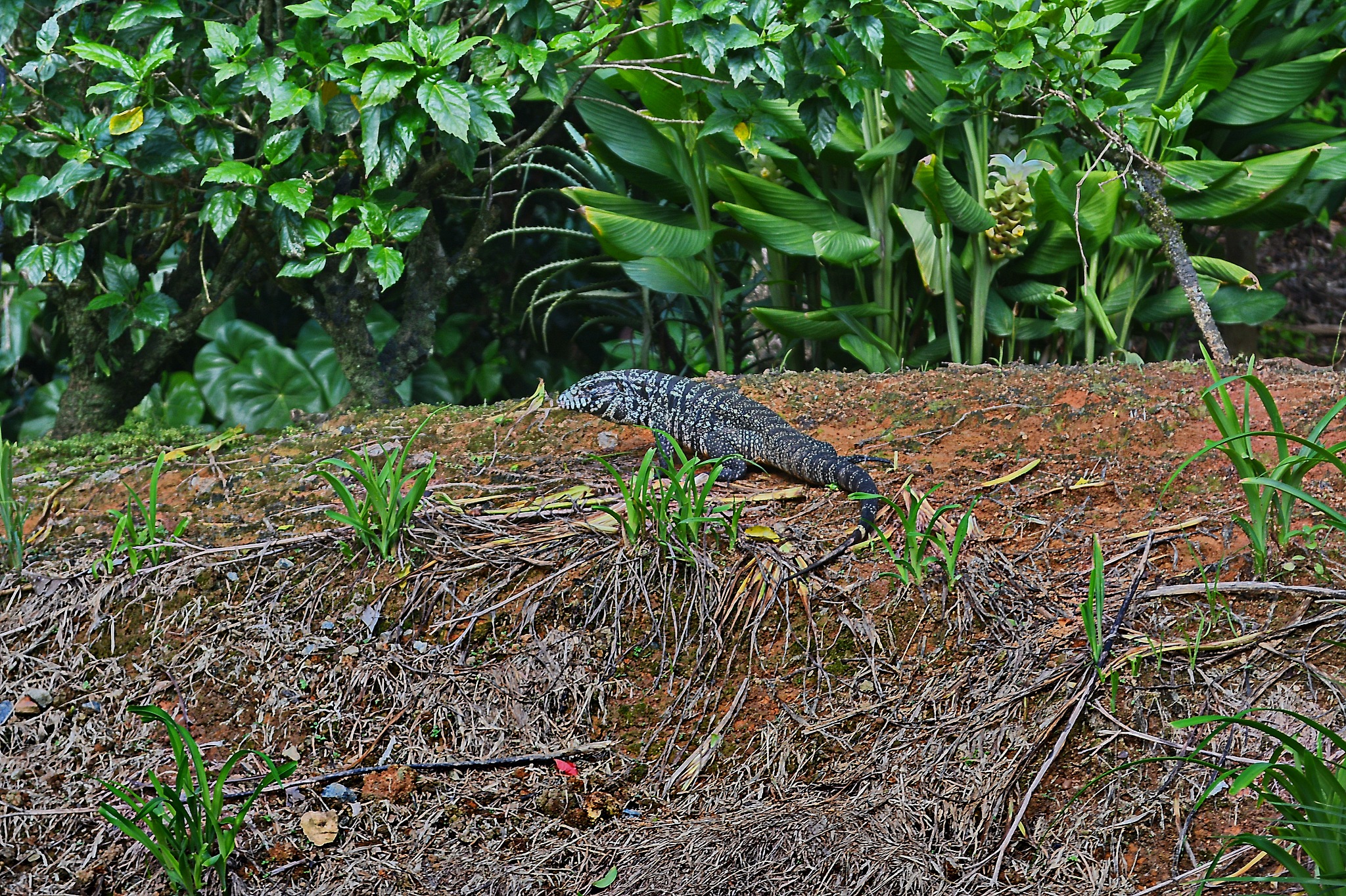 生物入侵实例：非洲爪蟾、白蚁、紫茉莉等