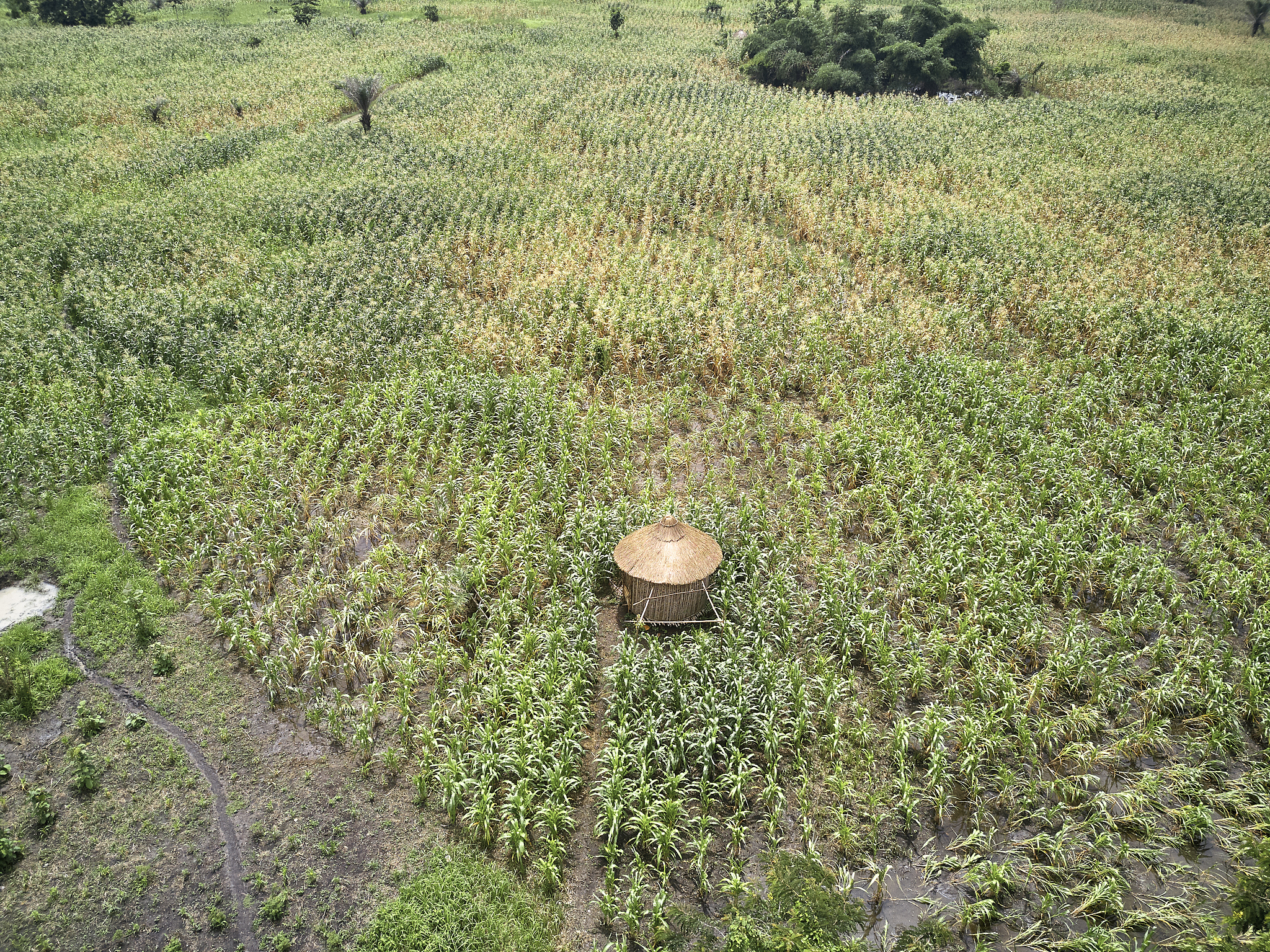 benin, aerial view of simple silo of holi tribe standing in gree