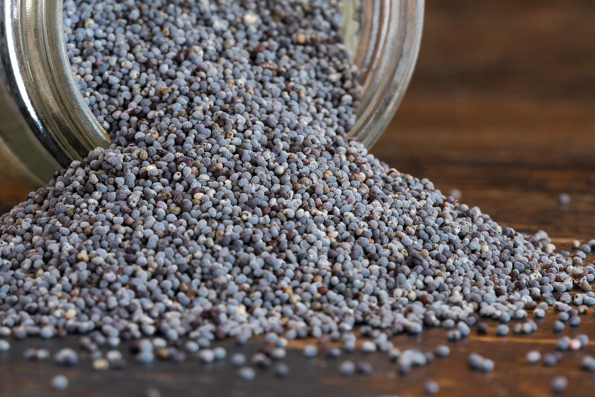 罂粟籽为何没被利用呢？不是说罂粟全身都是宝吗？