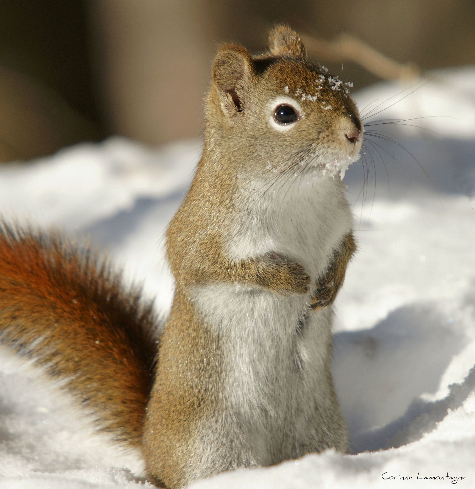 动物学实习心得：实践、观察、团队合作，开启动物学研究之路