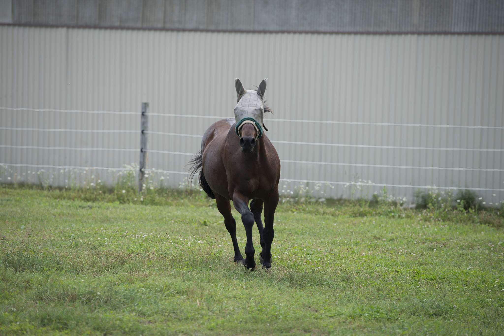horse trotting in paddock