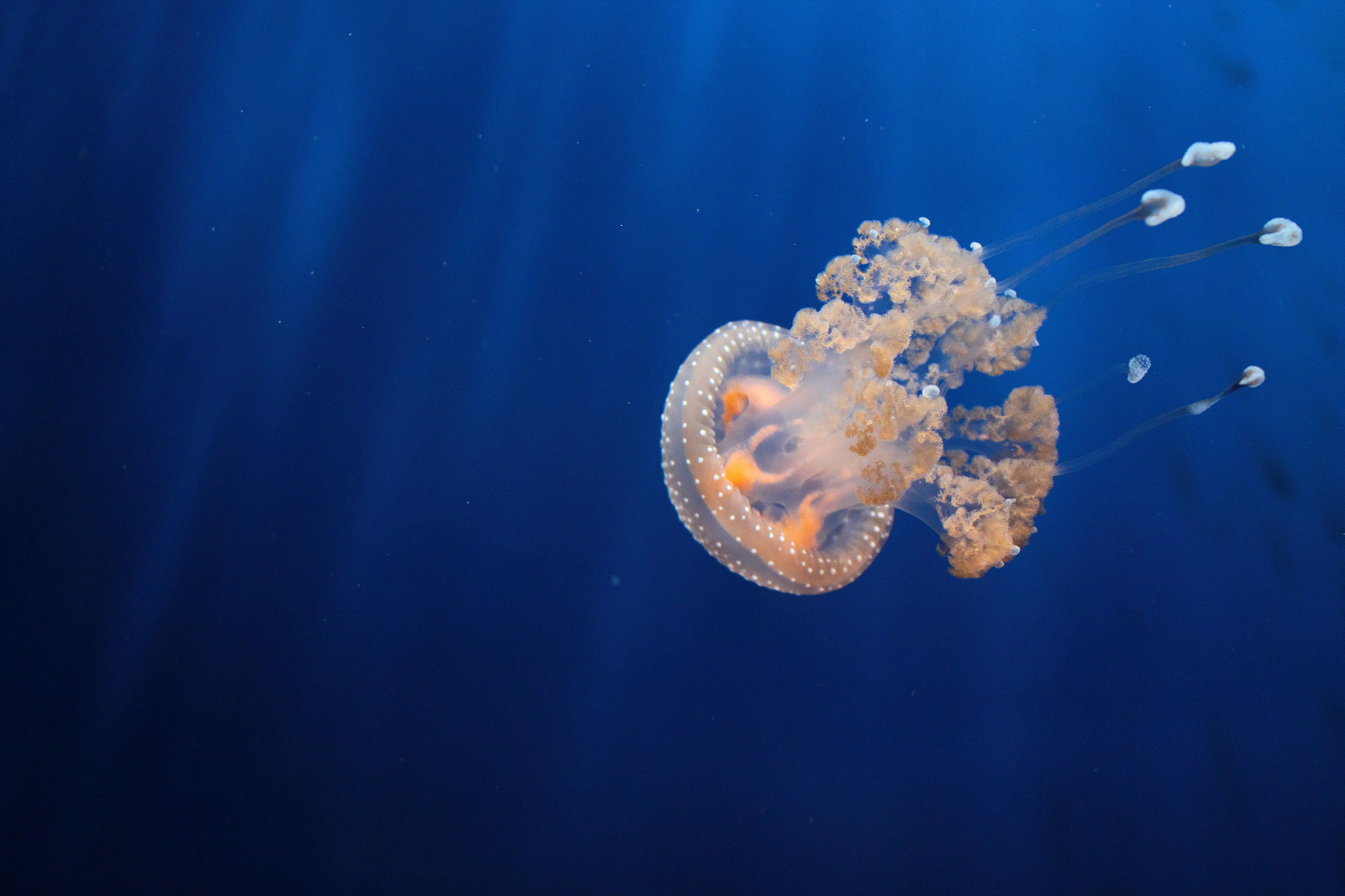 大连海洋学校2022年是几本？