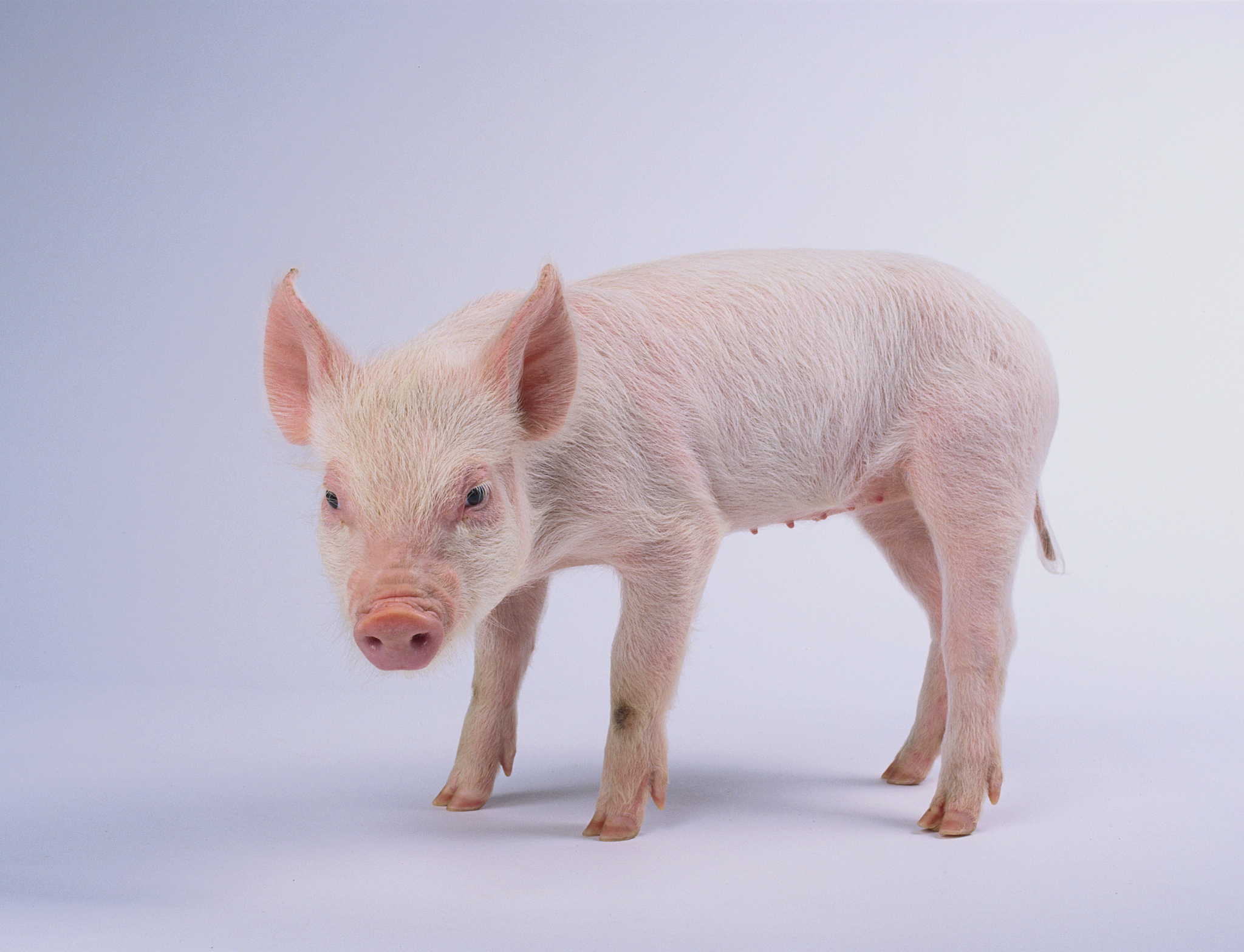 猪病毒性腹泻防控技术研究进展总结：科学防控，促进猪产业可持续发展