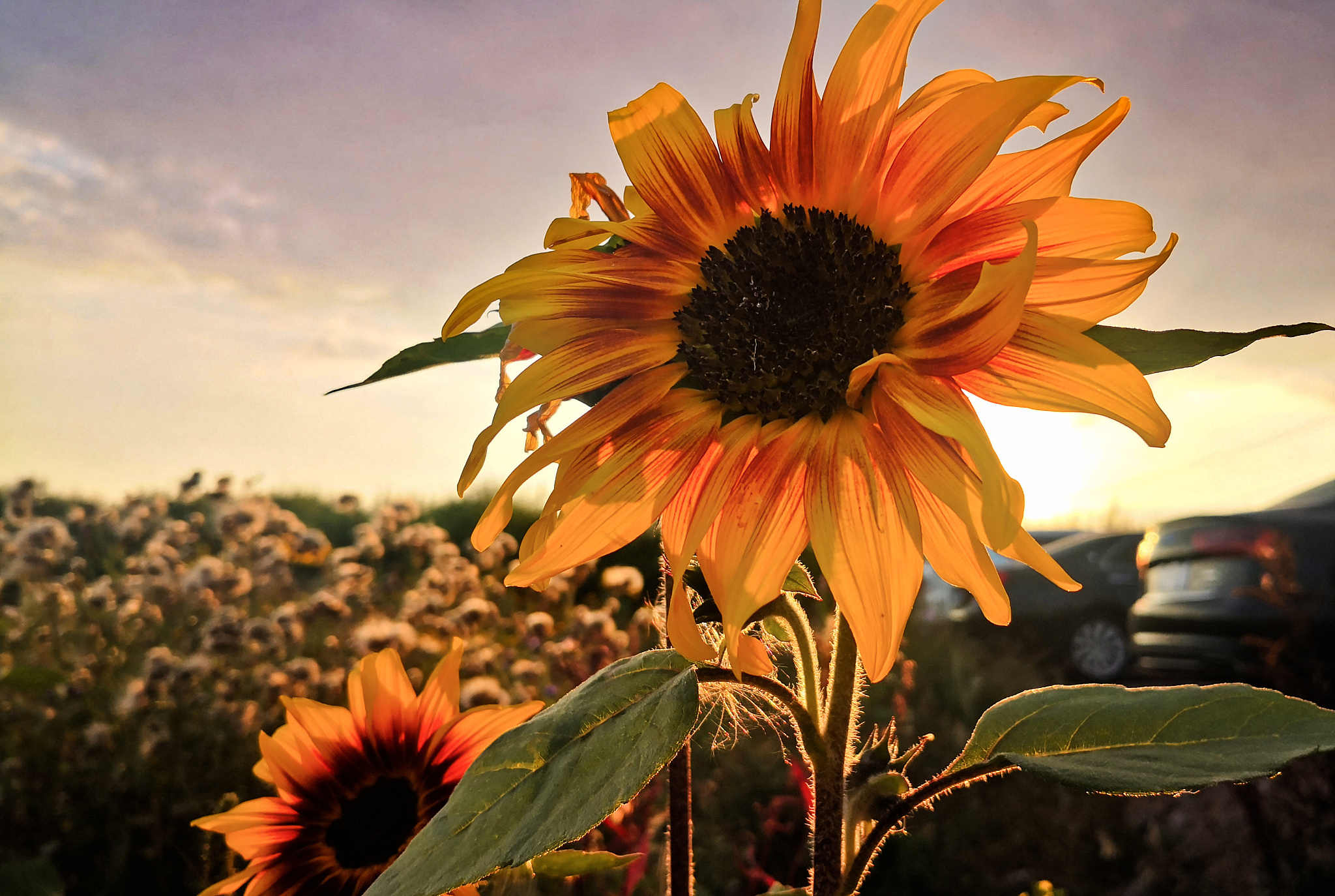 理想之花：唤醒内心的希望