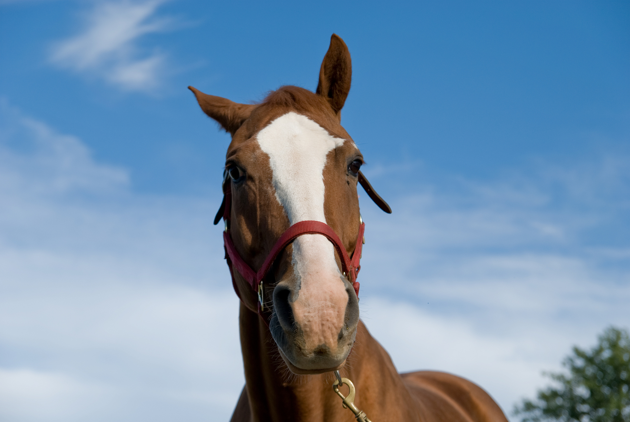 closeup of horse face