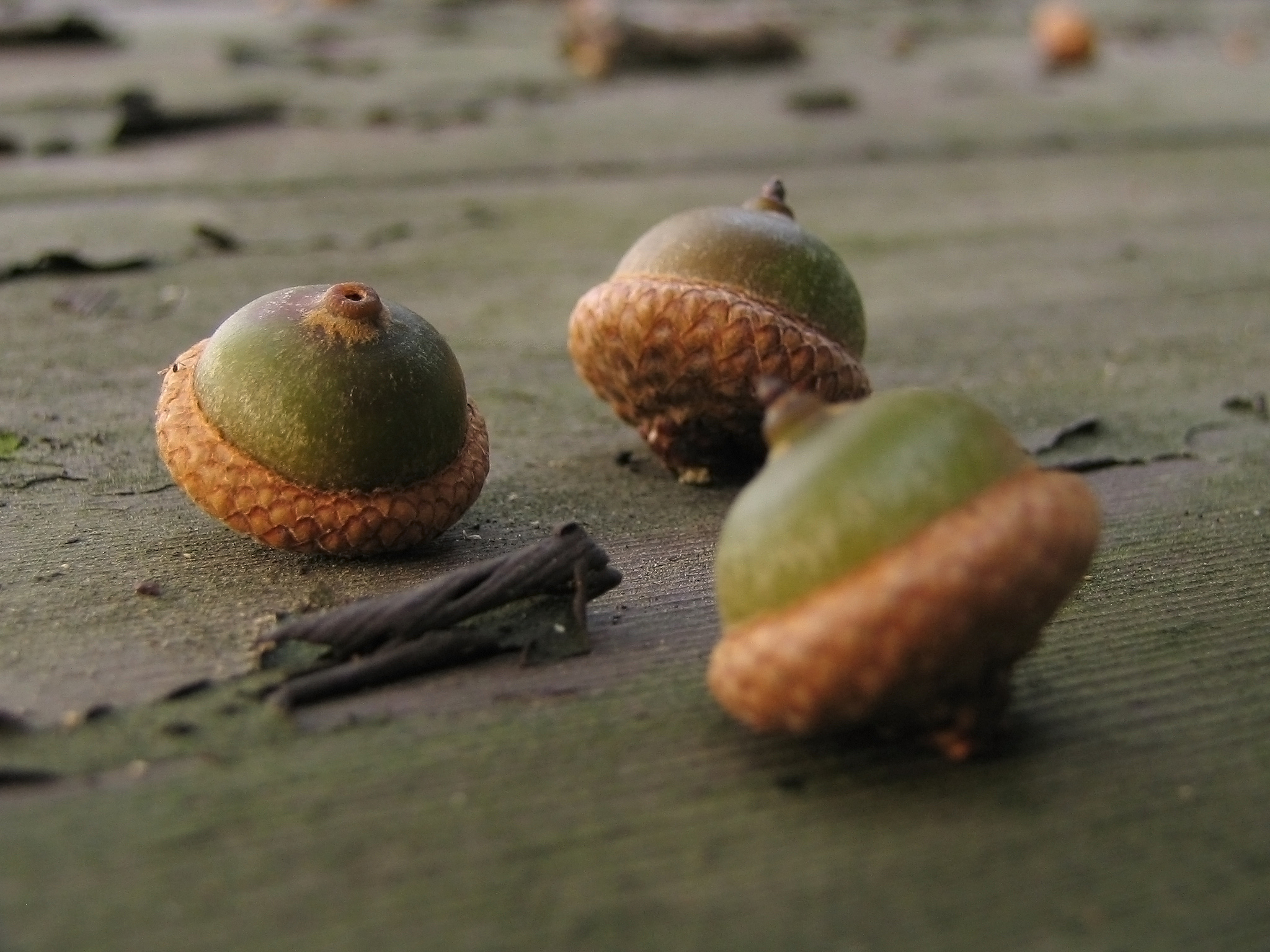 荔枝核的副作用有哪些