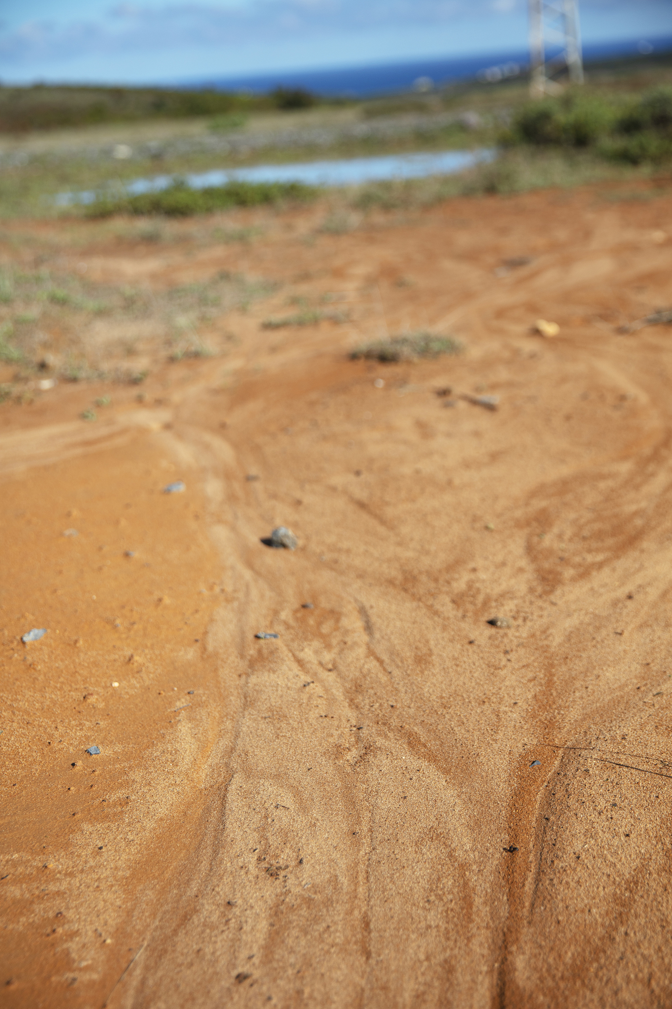 texture of yellow withered earth