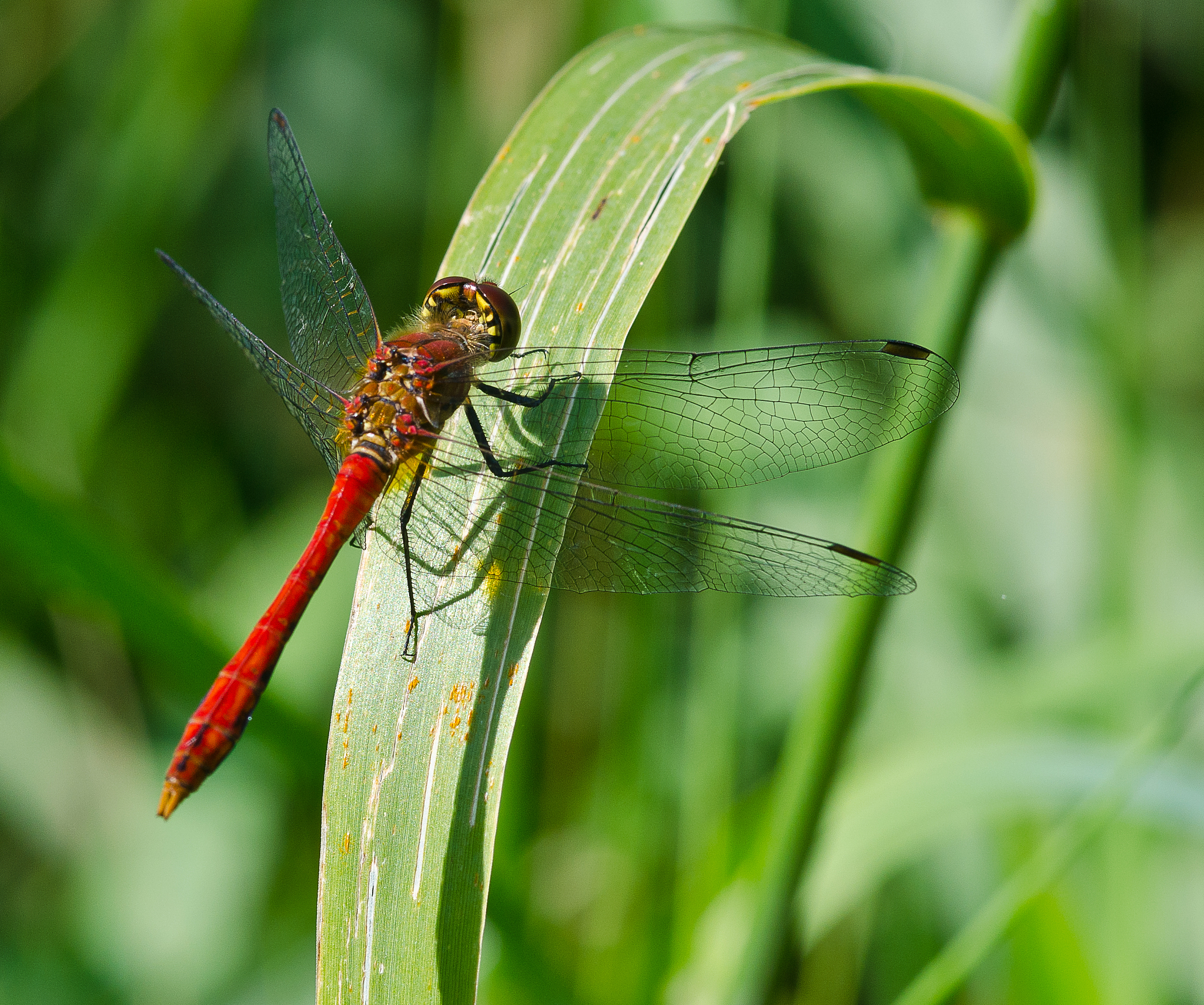 我希望自己维护一个流程表 节点间关系表该怎么设计