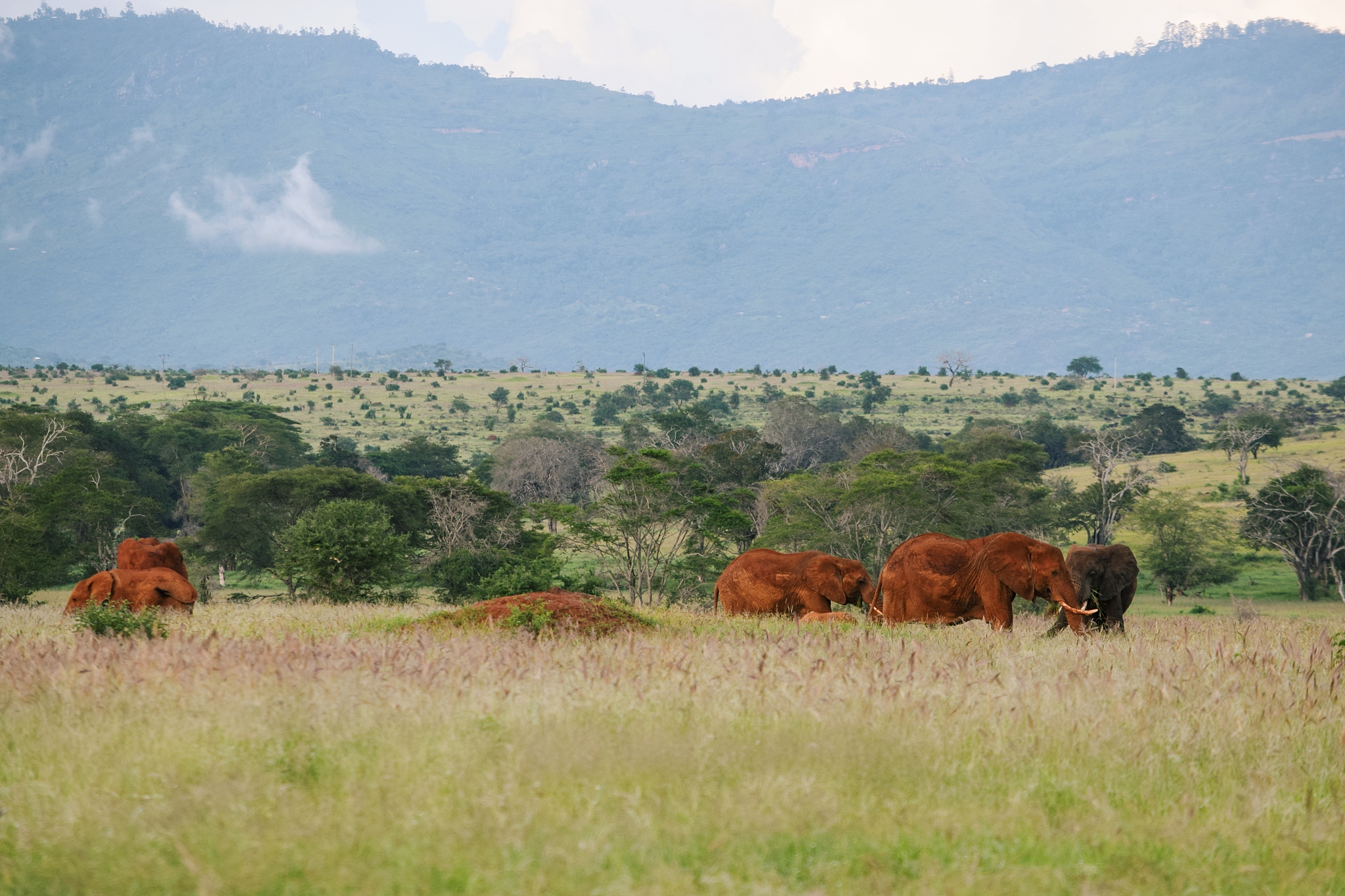 a herd of red african elephants - loxodonta africana at taita hi