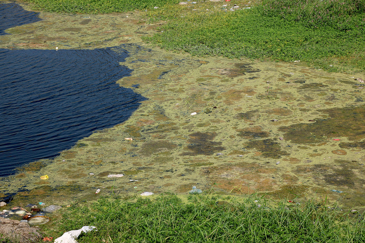 改写：土壤中的磷就会随着雨水和灌溉水等地表径流进入河流、湖泊等水体从而造成水体富营养化。