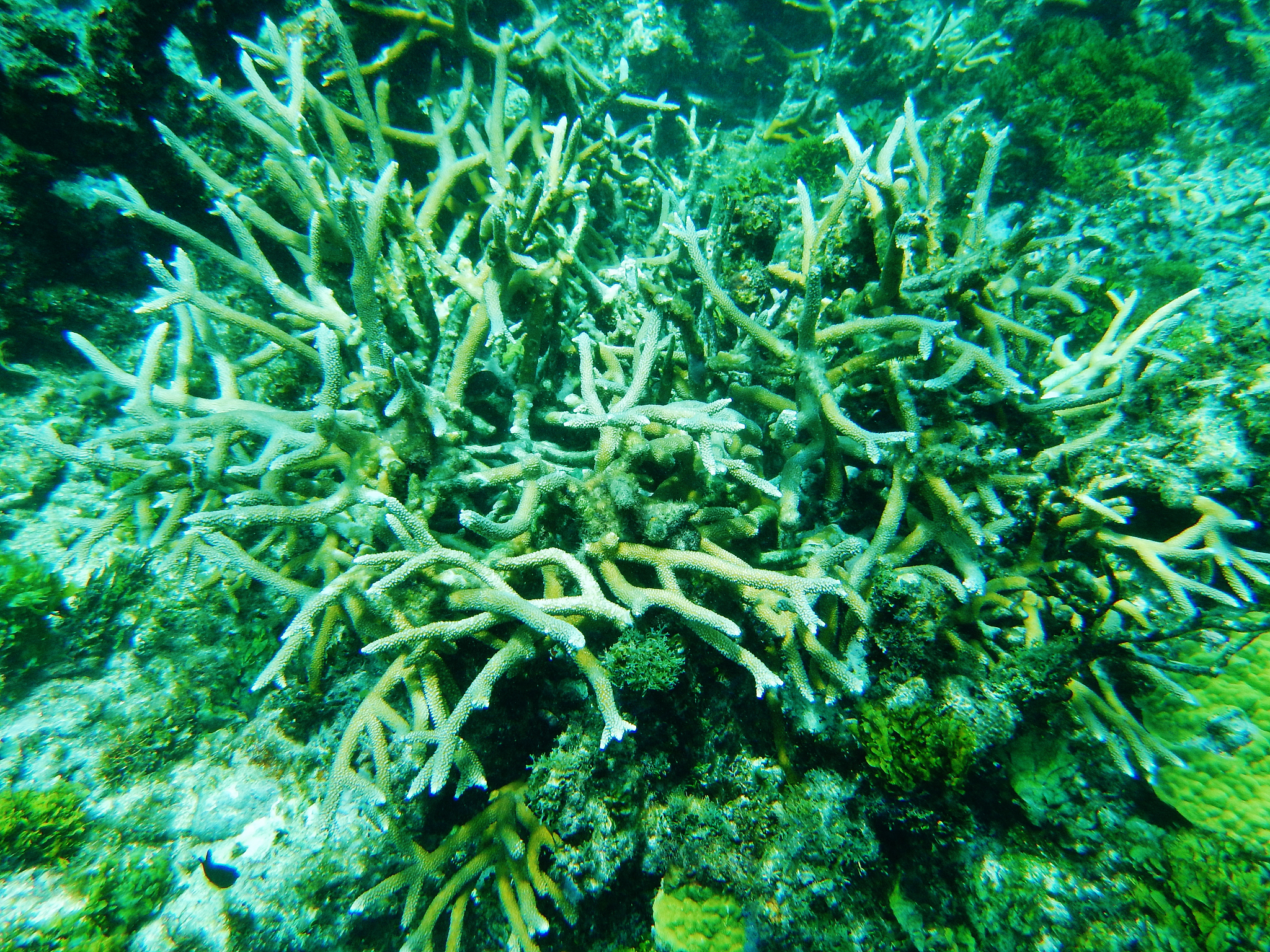 green corals