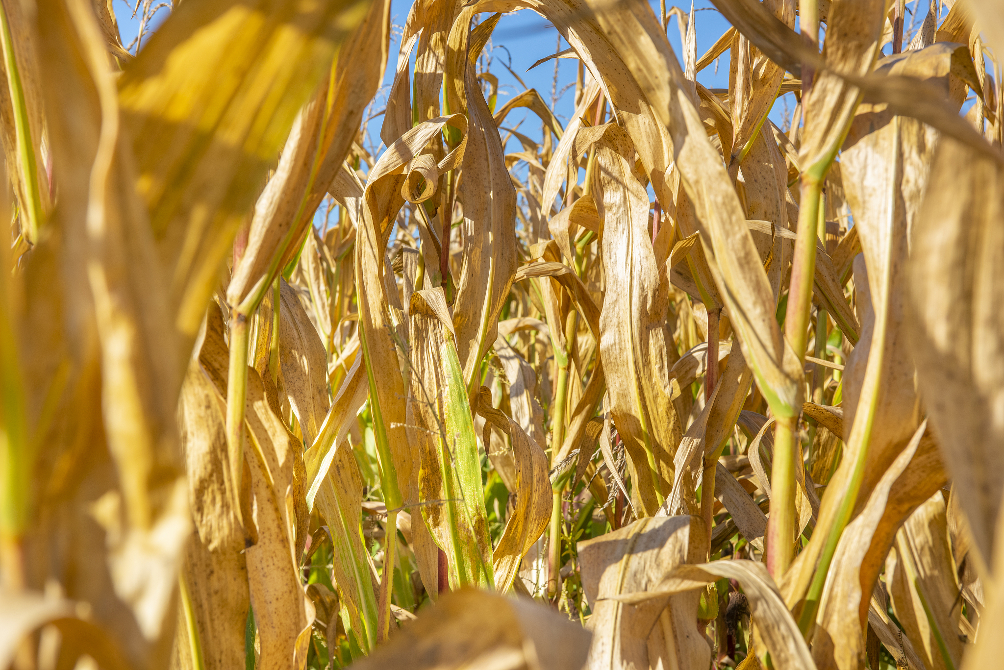 翻译下面的句子Positive response of maize husk traits for improving heat tolerance during flowering by alleviating husk inside temperature