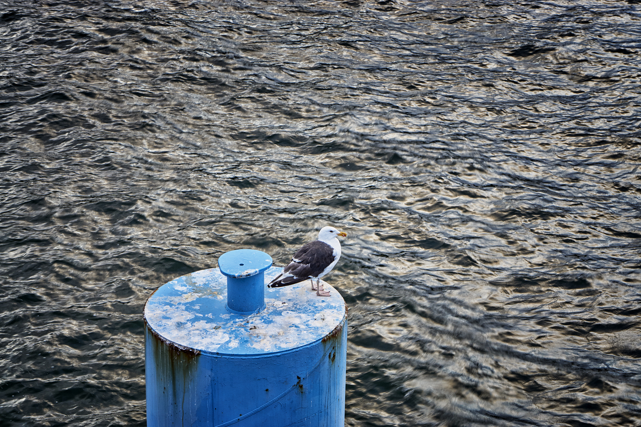 seagull of the baltic sea