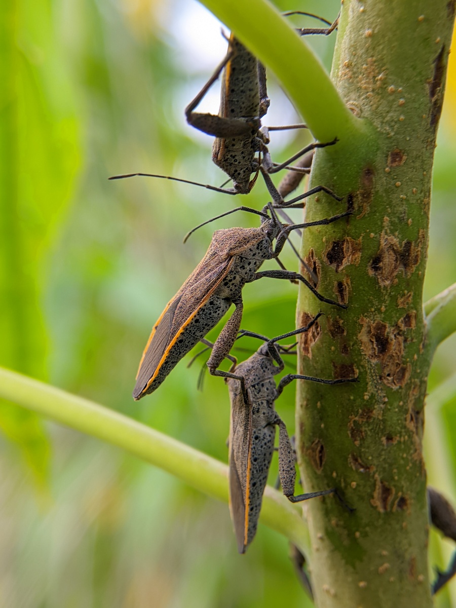 以《昆虫记》这本书简介蝉、蚂蚁、螳螂、绿蝈蝈、大孔雀蝶、象态橡栗象、蟋蟀、萤火虫、隧蜂、圣甲虫、金不甲这些昆虫的简介各100字左右
