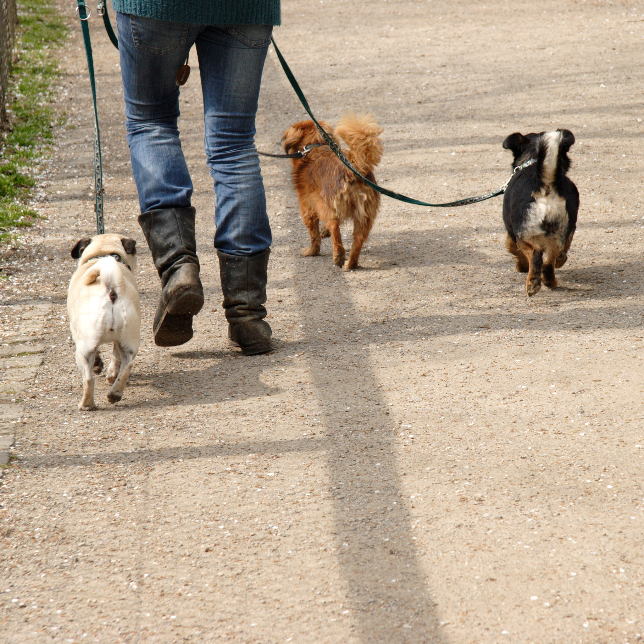 下雨天，狗狗可以打羽毛球吗？