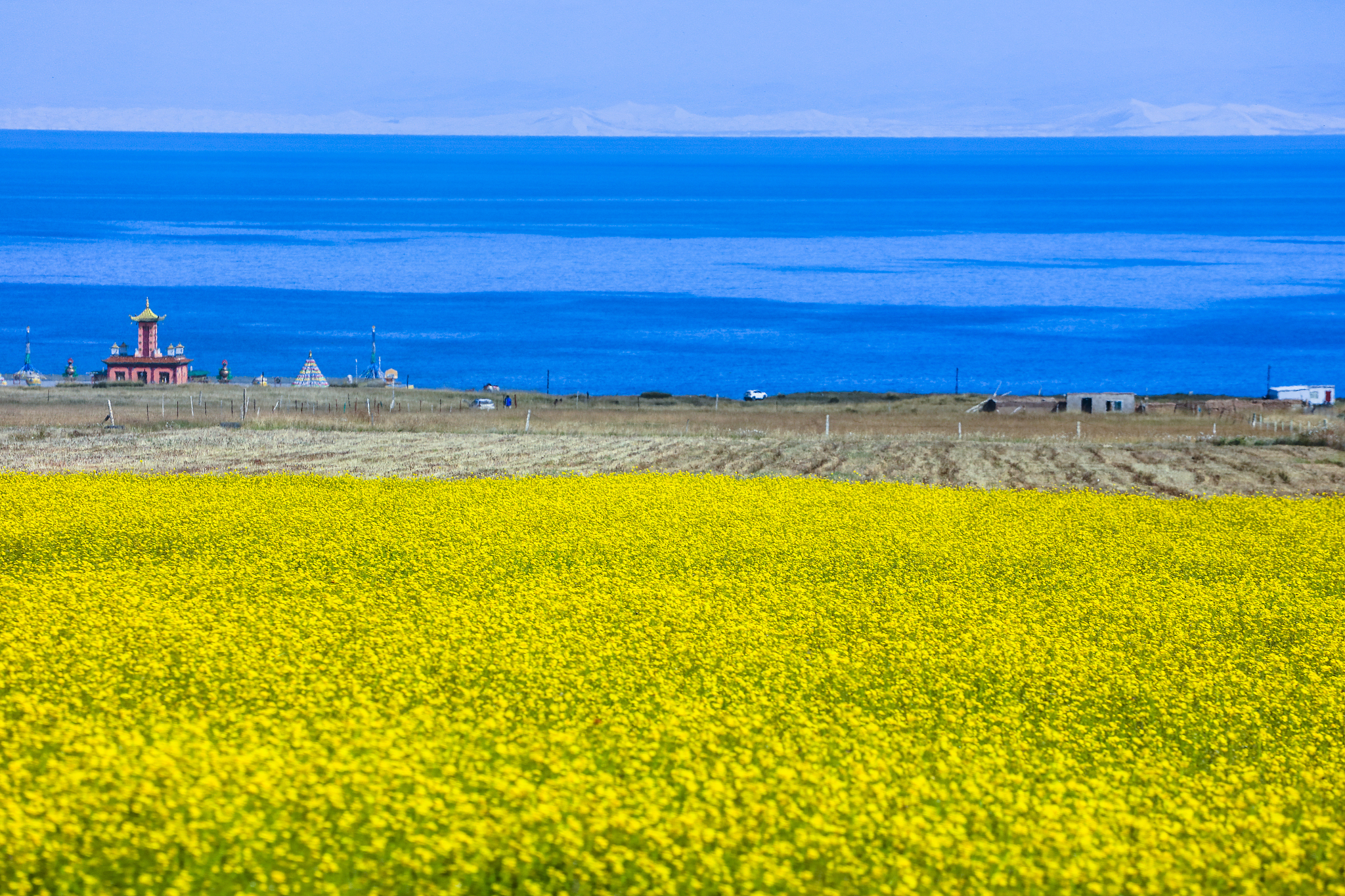 青海湖一日游：心灵与大自然的完美邂逅