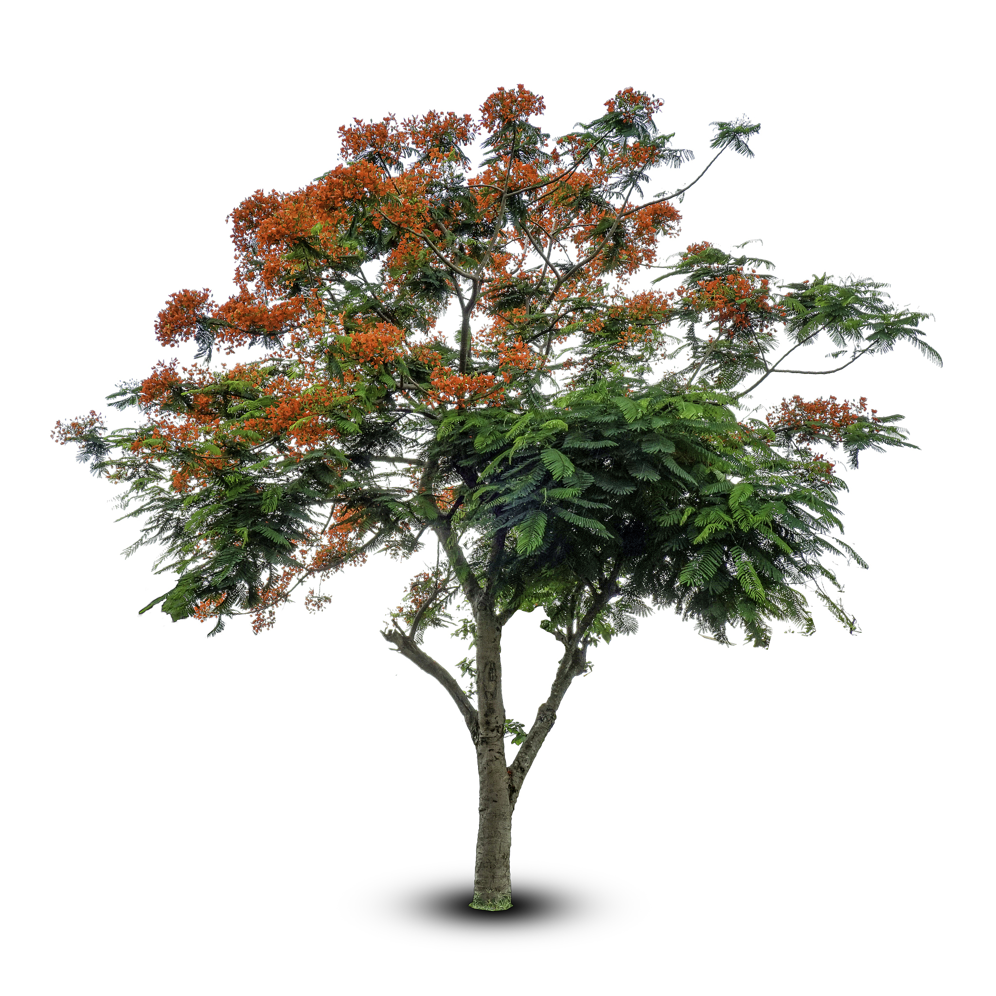 tree isolated on a white background. with clipping path.