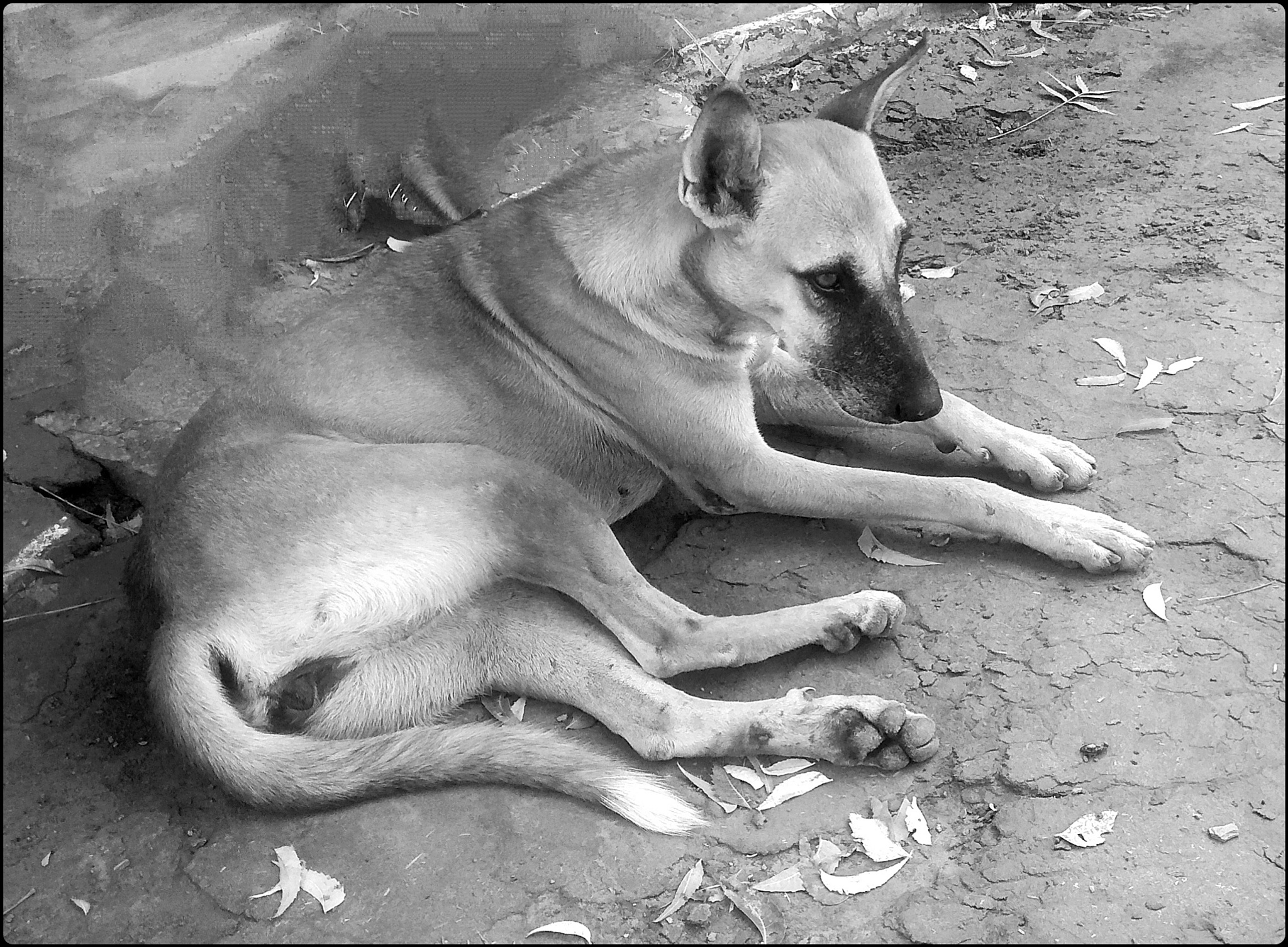 家畜和宠物动物繁殖研究期刊 - REPRODUCTION IN DOMESTIC ANIMALS