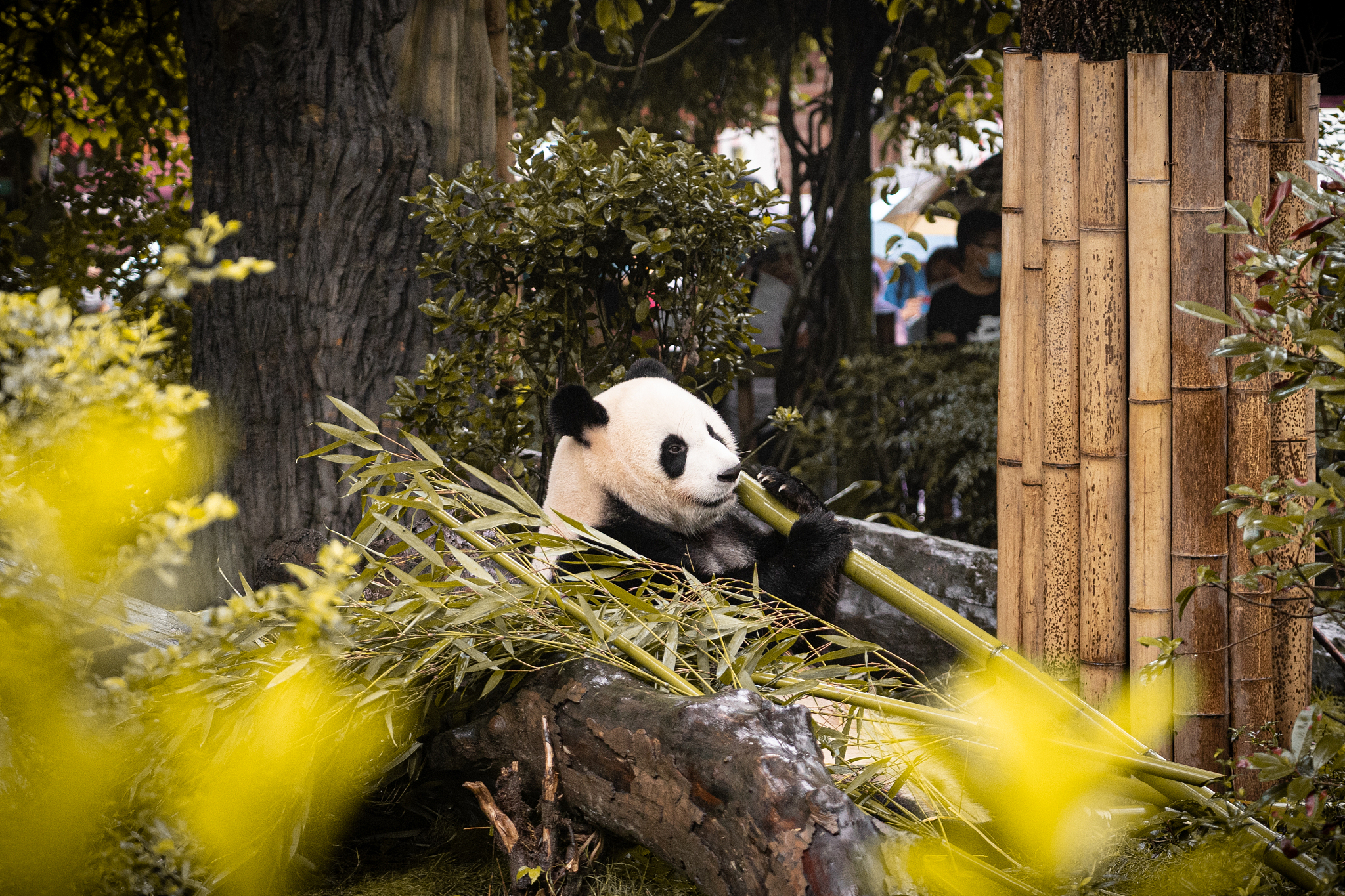 写一首诗关于成都