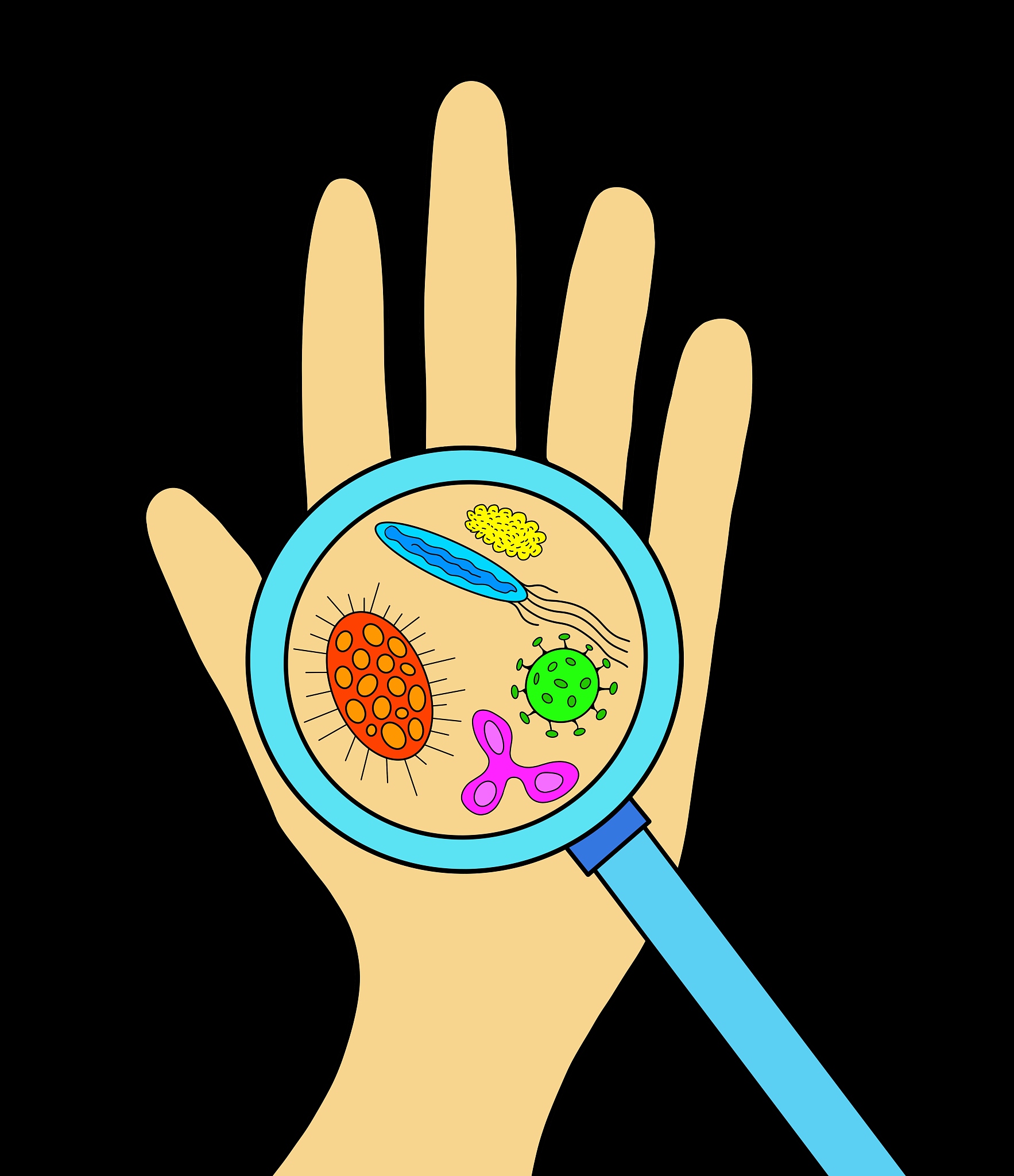 根据以下实验报告扩充其为一份详尽的学术论文摘要：本实验旨在分析手部和手机触摸屏上微生物菌群的组成和数量并探讨二者之间的联系。通过采样、分离和培养以及菌落数量统计和质谱鉴定等步骤得到了手部和手机上的微生物菌群组成和数量。实验结果显示手部微生物和手机触摸屏微生物都以葡萄球菌为主但手部微生物的菌群组成更为复杂和多样化。此外手机触摸屏微生物的总菌落数和种类数明显高于手部微生物。这些结果对于了解微生物菌群的