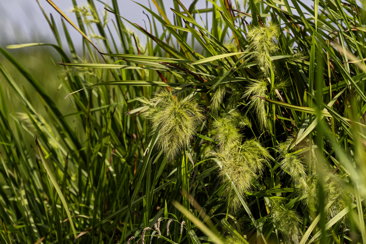 芒草 - Miscanthus 中文名称