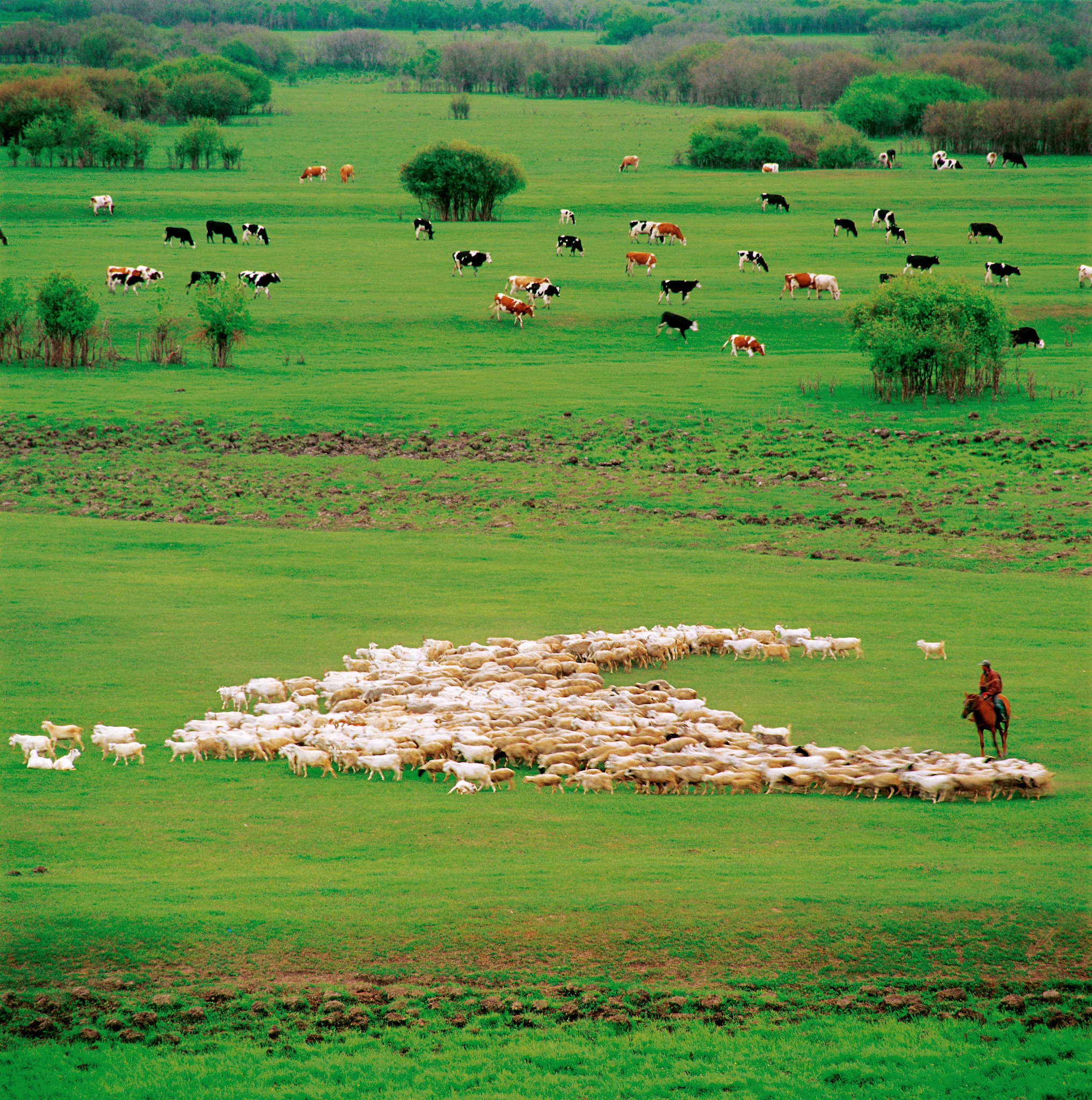 草原放牧策略研究论文总结：优化措施与建议
