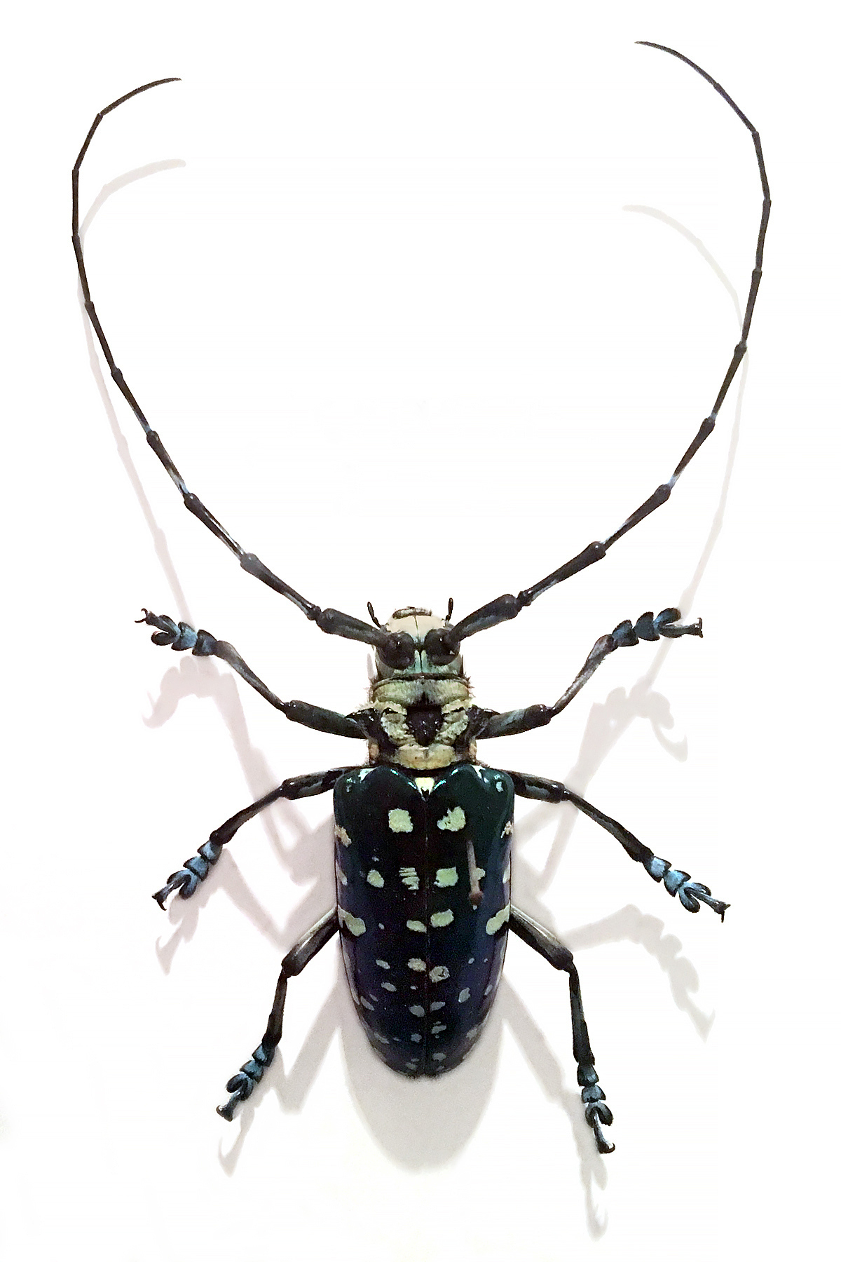 blue metallic longhorn beetle, anoplophora solli